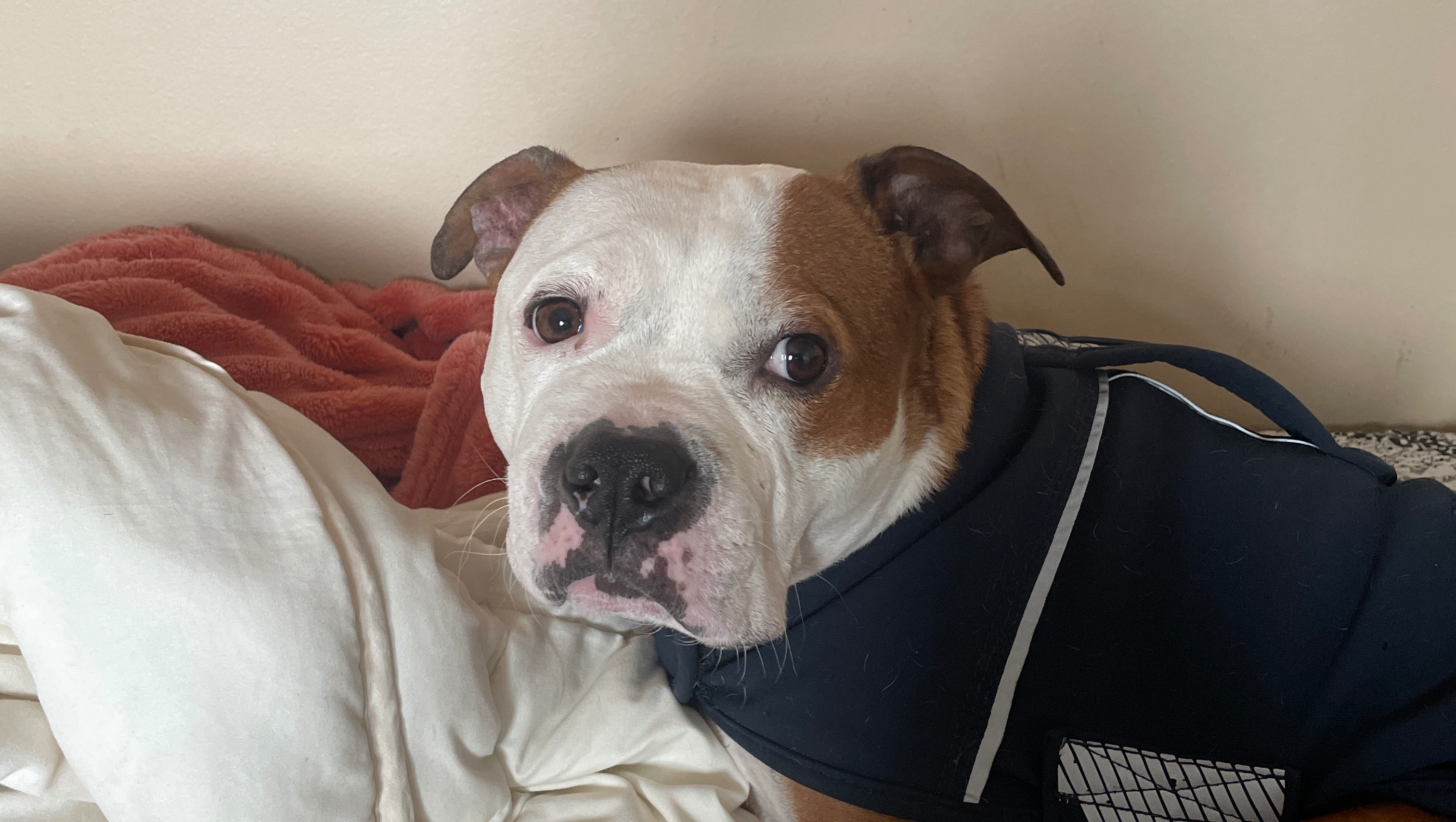 Support Charlie’s Treatment for Chronic Ear Infections photo