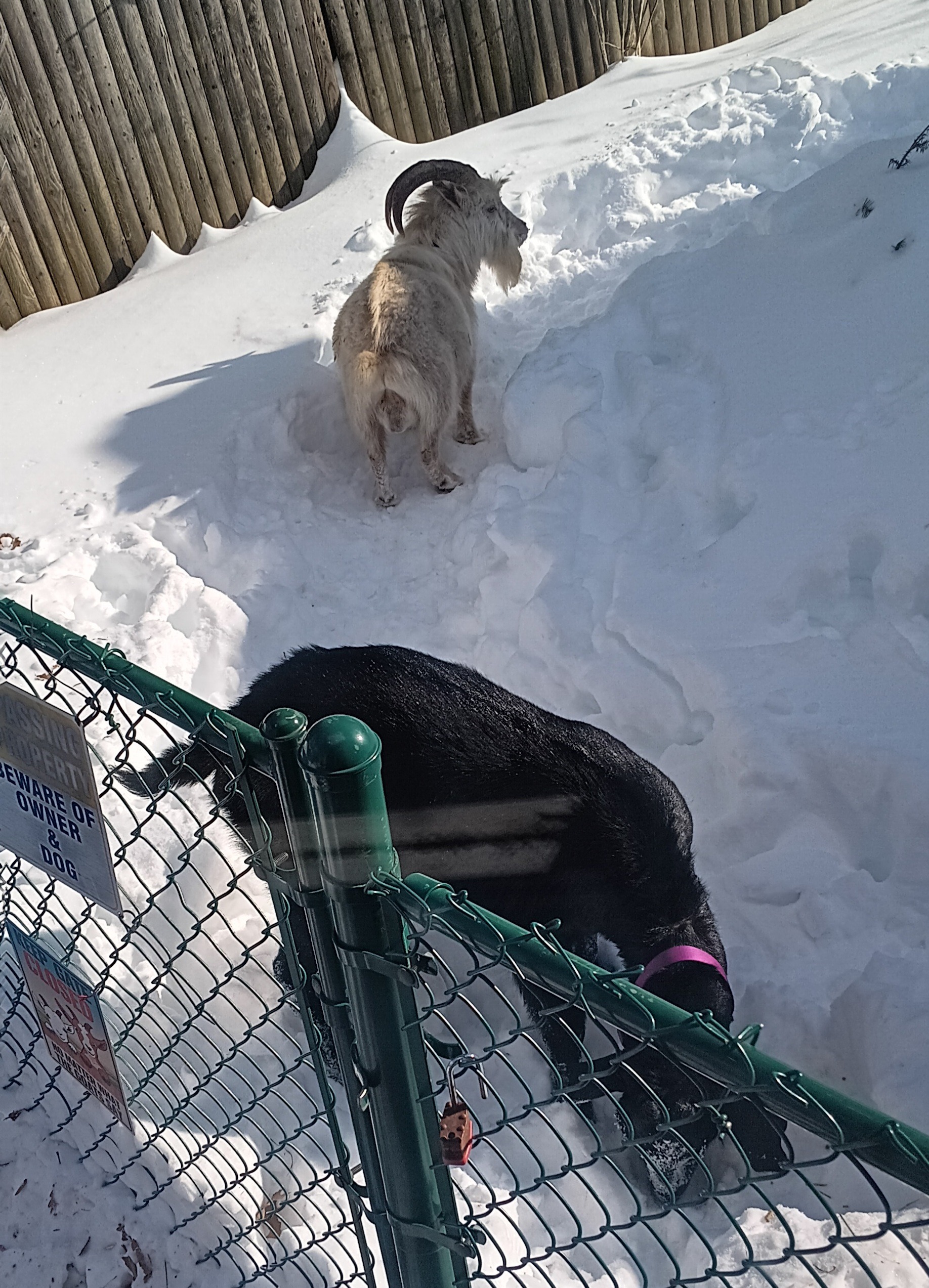 Help Donna Care for Rescued Billy Goats campaign photo, 2 of 7