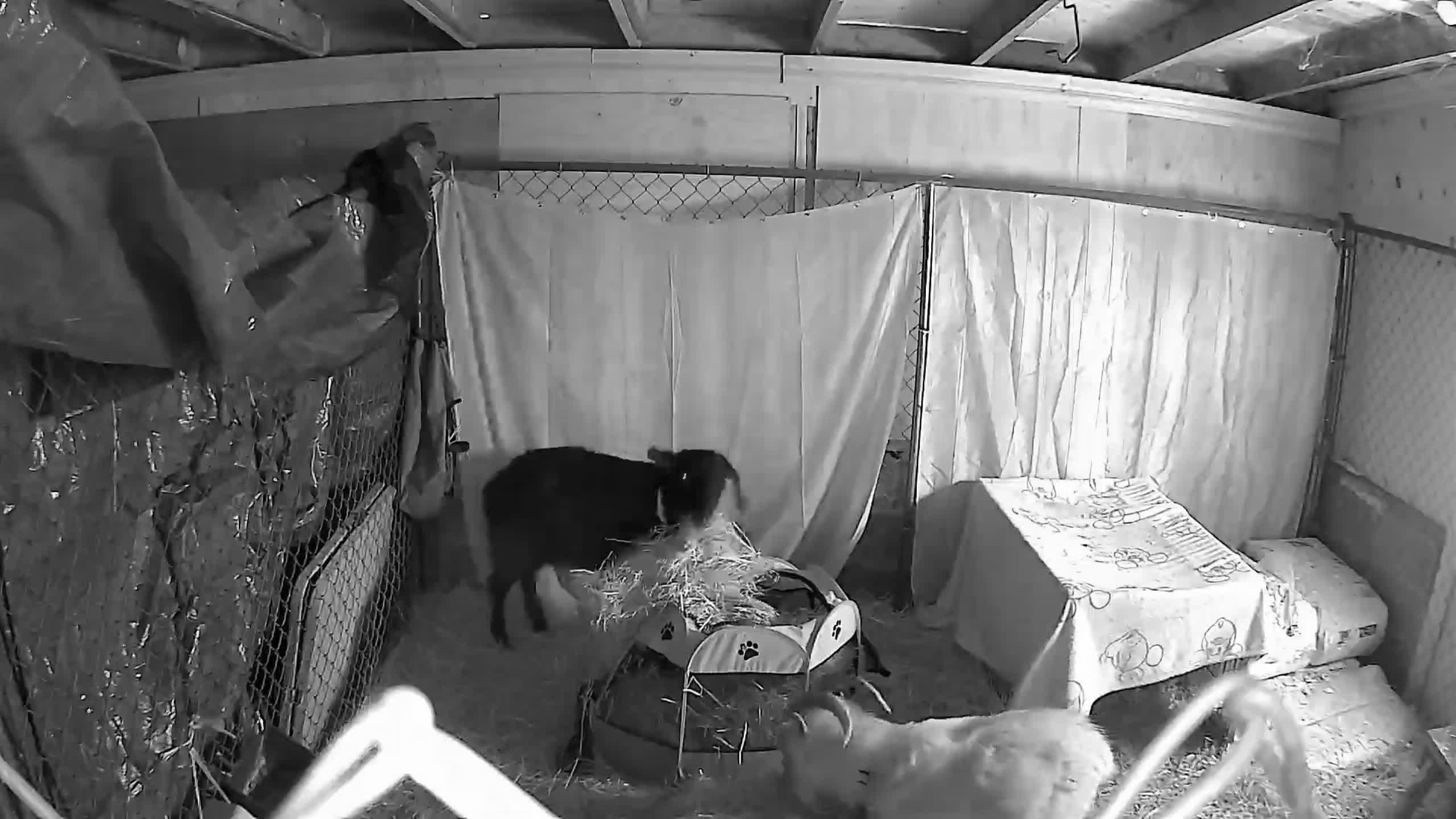 Help Donna Care for Rescued Billy Goats campaign photo, 4 of 7