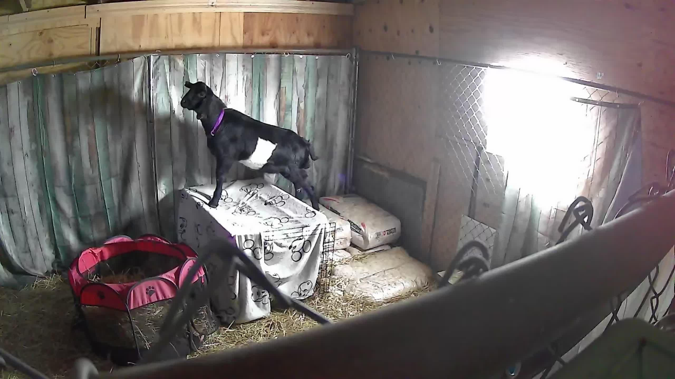 Help Donna Care for Rescued Billy Goats campaign photo, 5 of 7