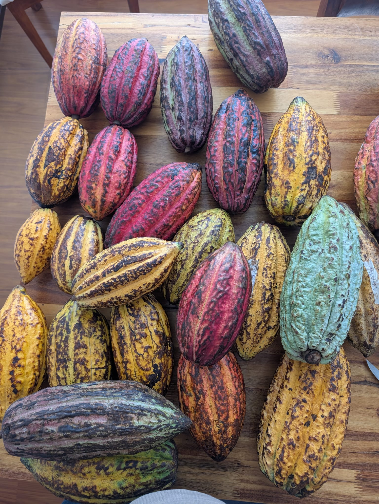 Protect Biodiversity with Colombian Chocolate campaign photo, 6 of 8