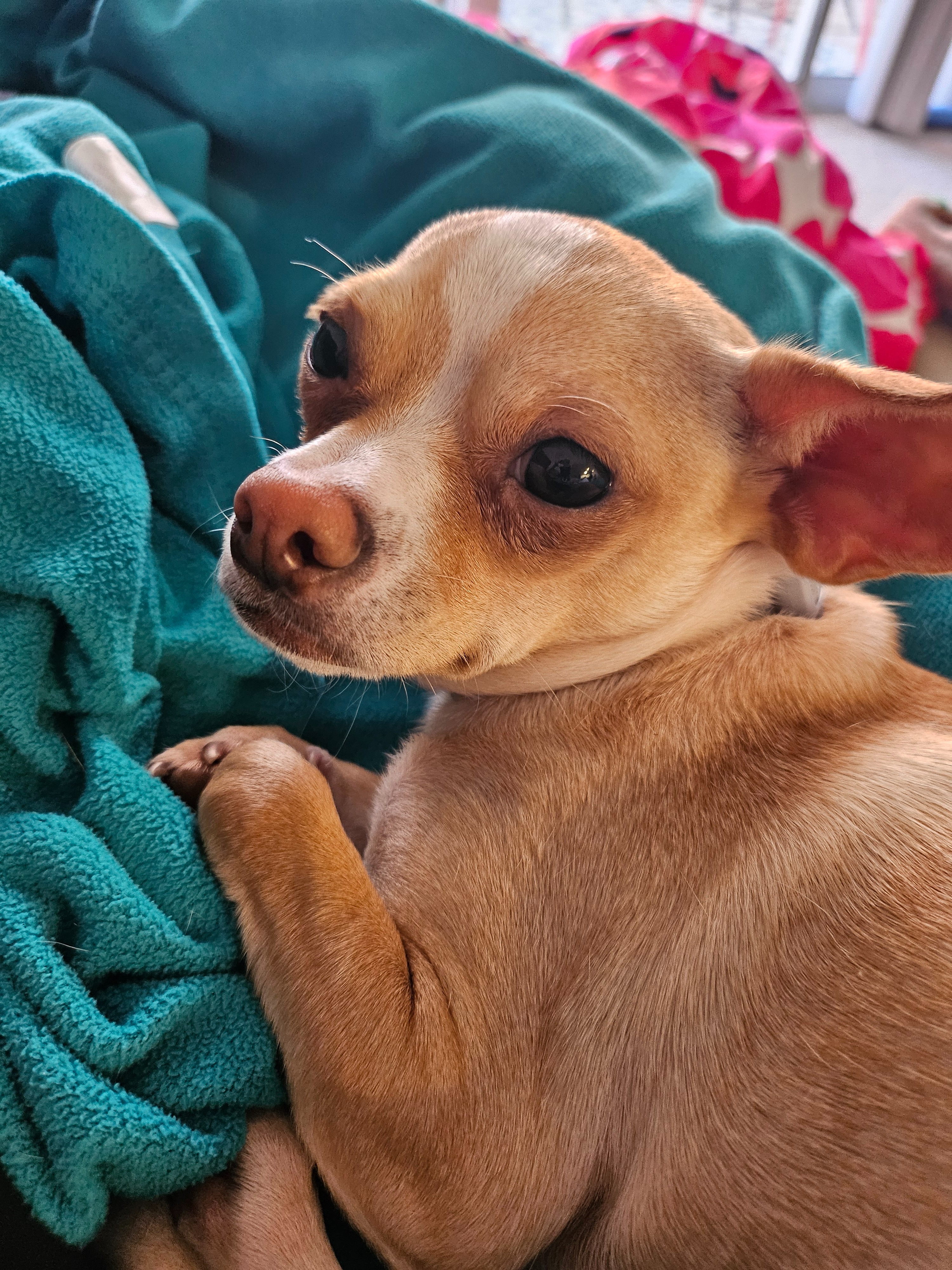 Help Tilly Get the Surgery She Needs campaign photo, 4 of 6