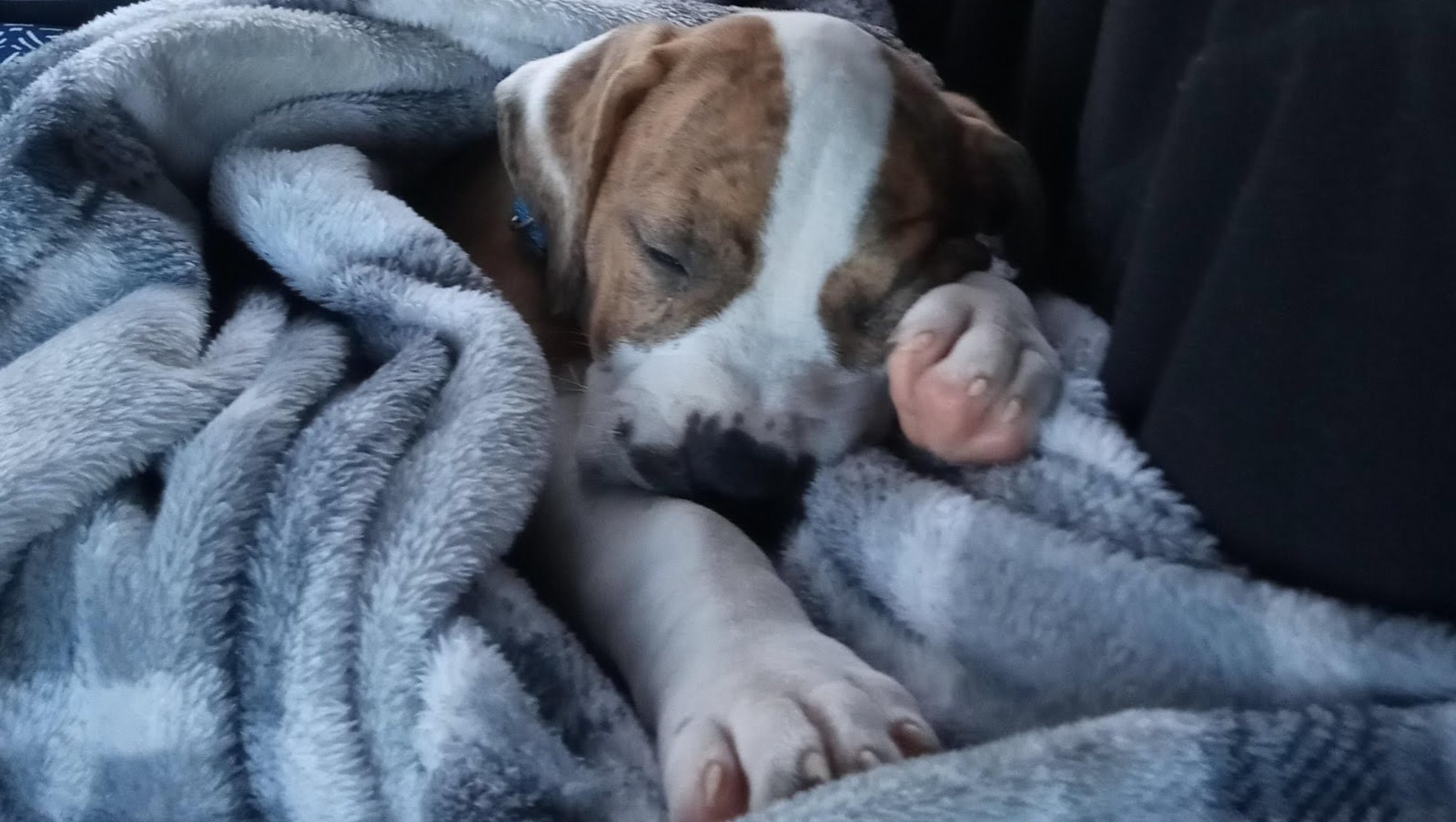 Help Save Caine: Emergency Vet Care photo