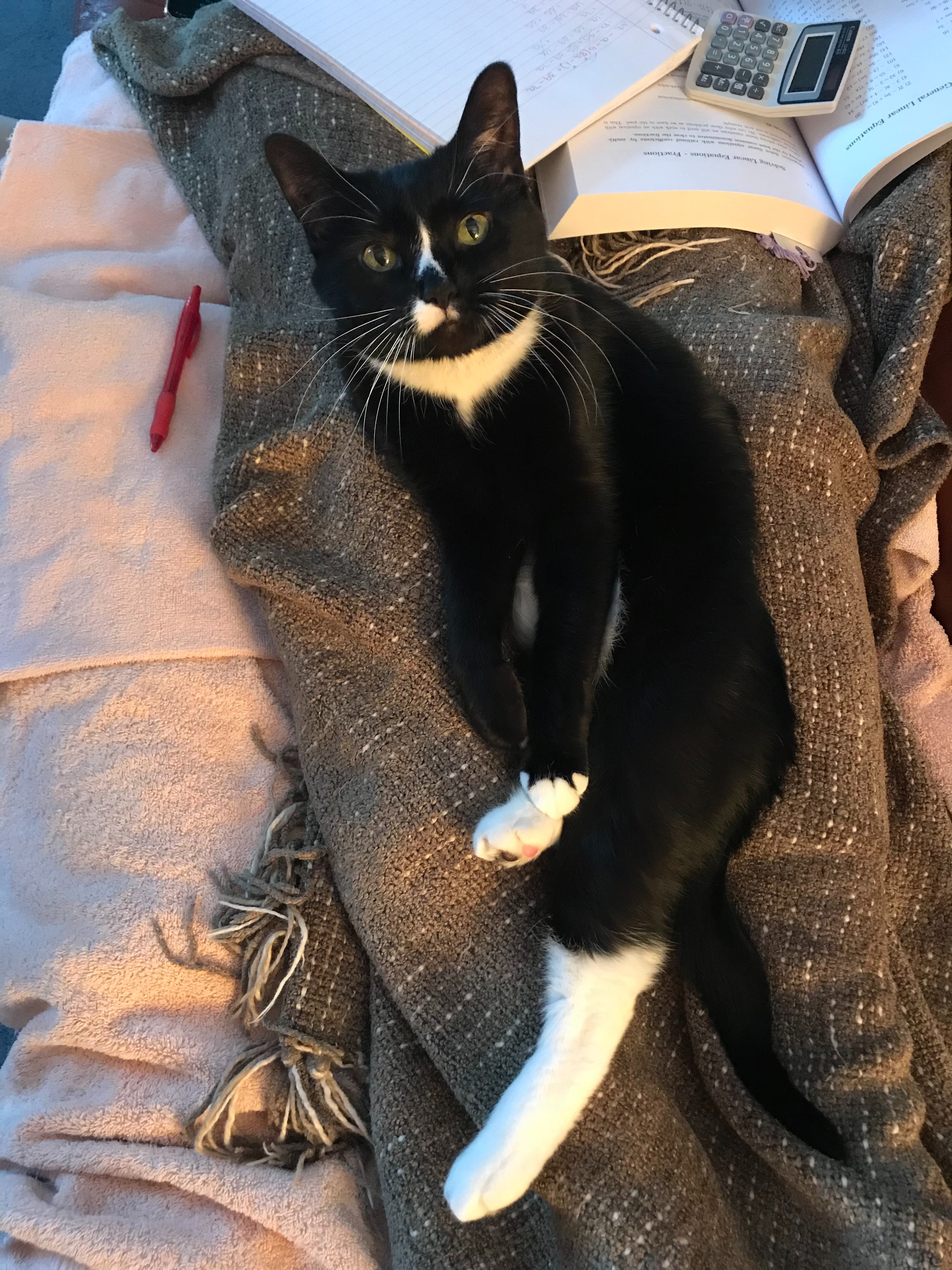Donate to Help Winnie Get Lifesaving Dental Surgery campaign photo, 7 of 7