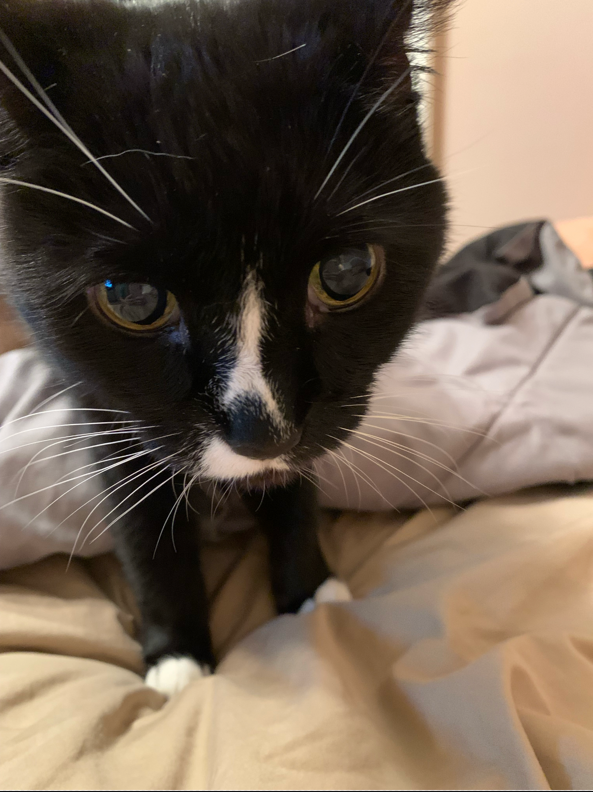 Donate to Help Winnie Get Lifesaving Dental Surgery campaign photo, 2 of 7