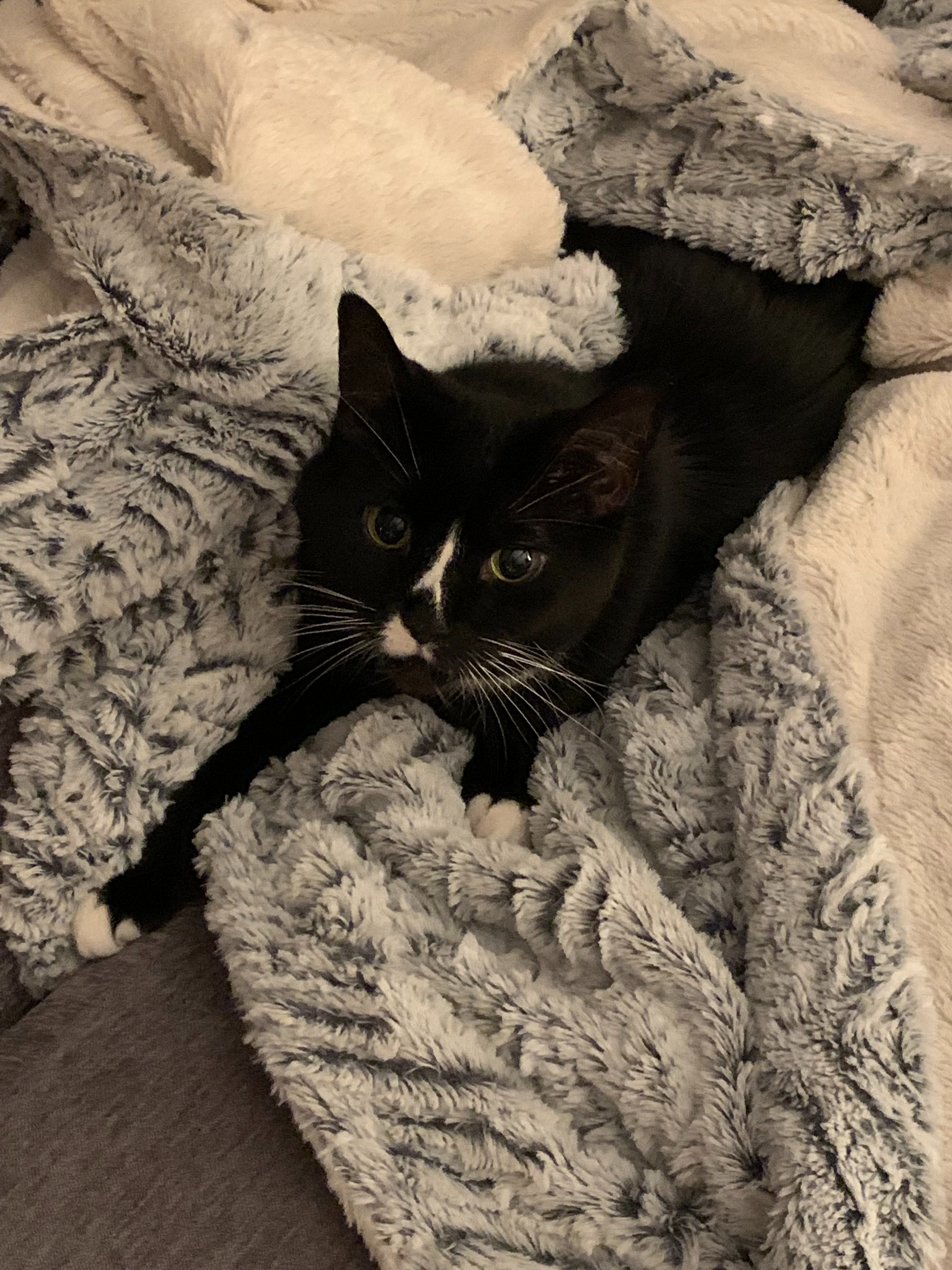 Donate to Help Winnie Get Lifesaving Dental Surgery campaign photo, 4 of 7