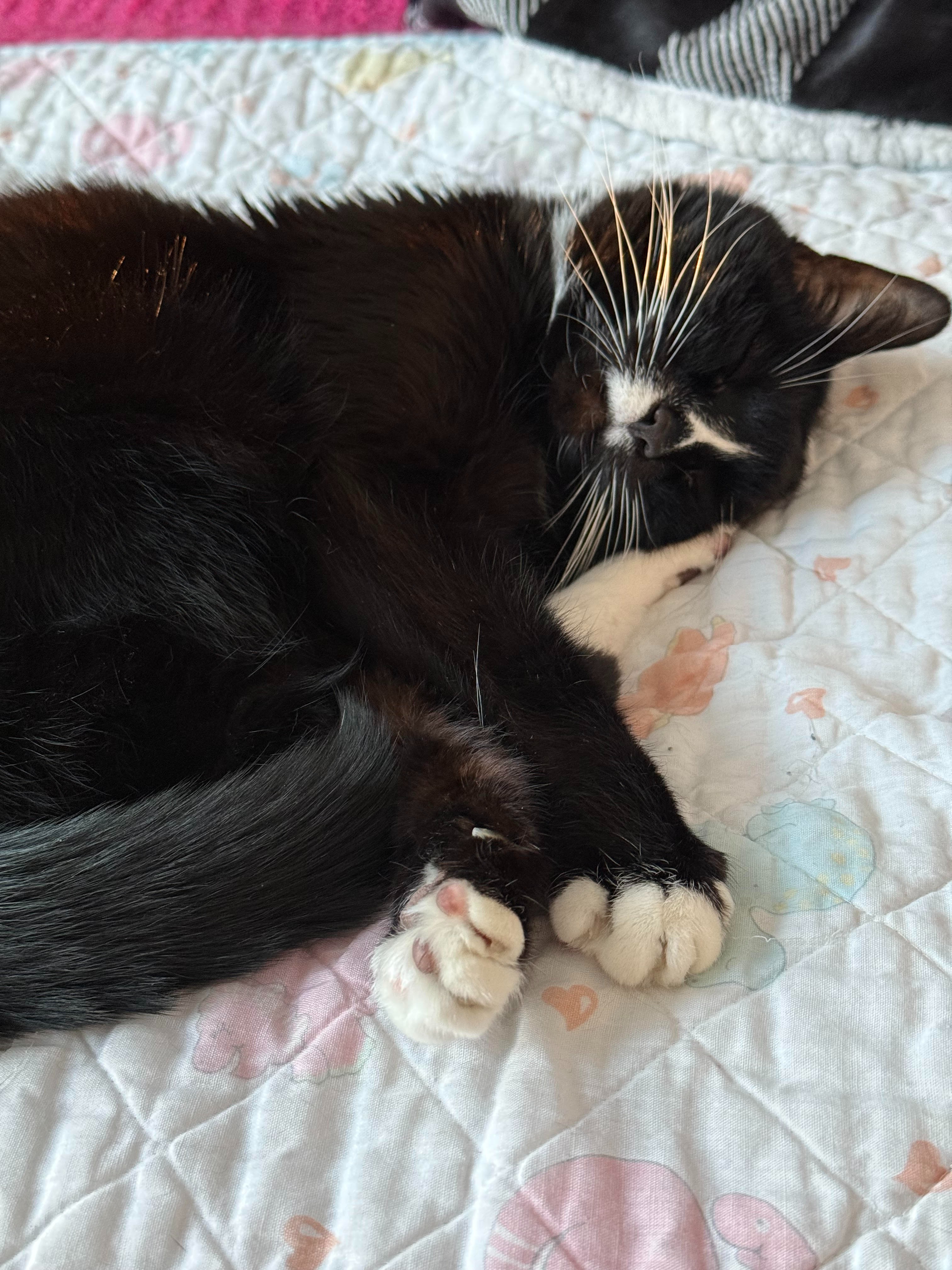 Donate to Help Winnie Get Lifesaving Dental Surgery campaign photo, 5 of 7