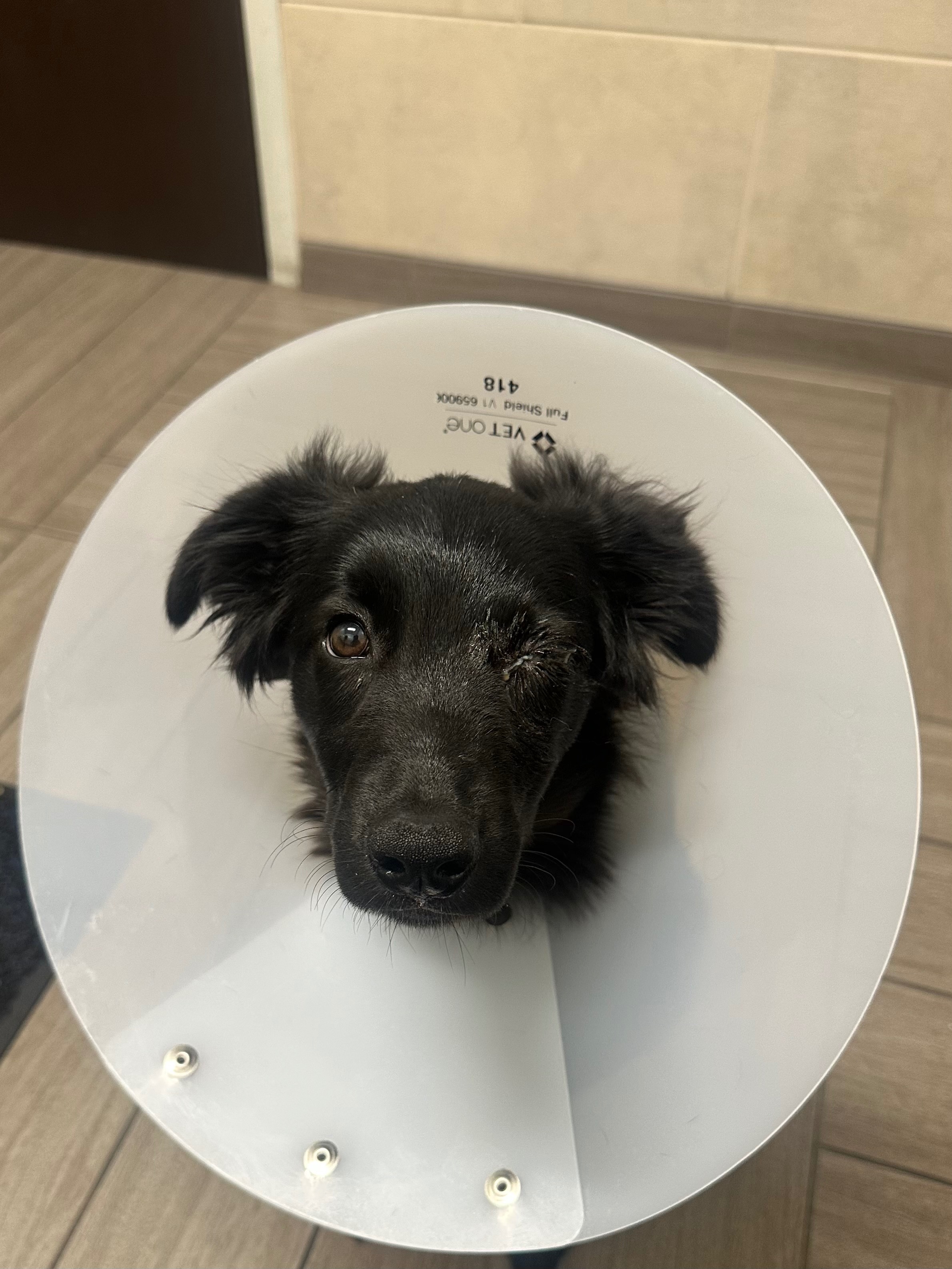 Help River Save His Eye and Vision campaign photo, 6 of 7