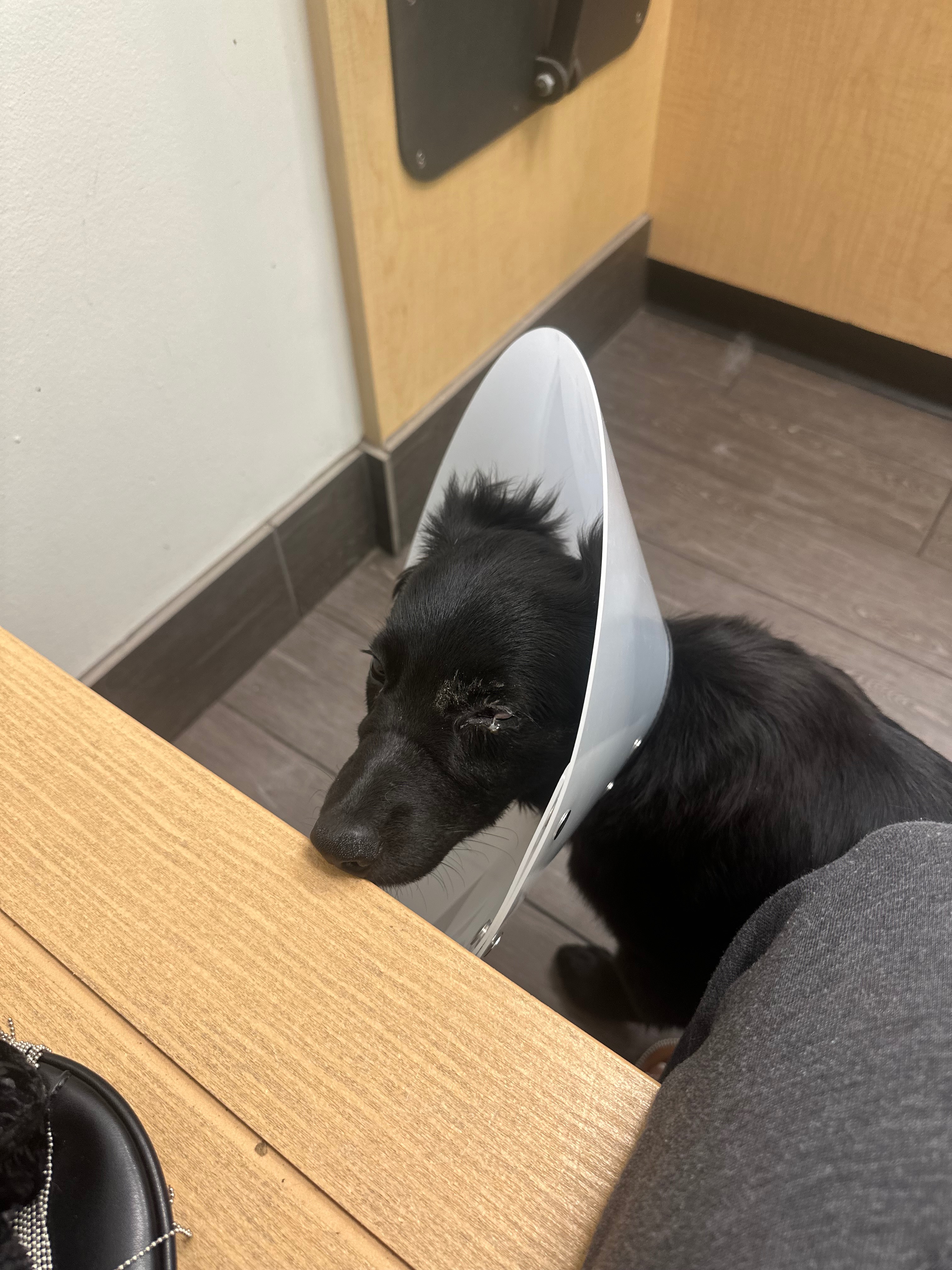 Help River Save His Eye and Vision campaign photo, 5 of 7
