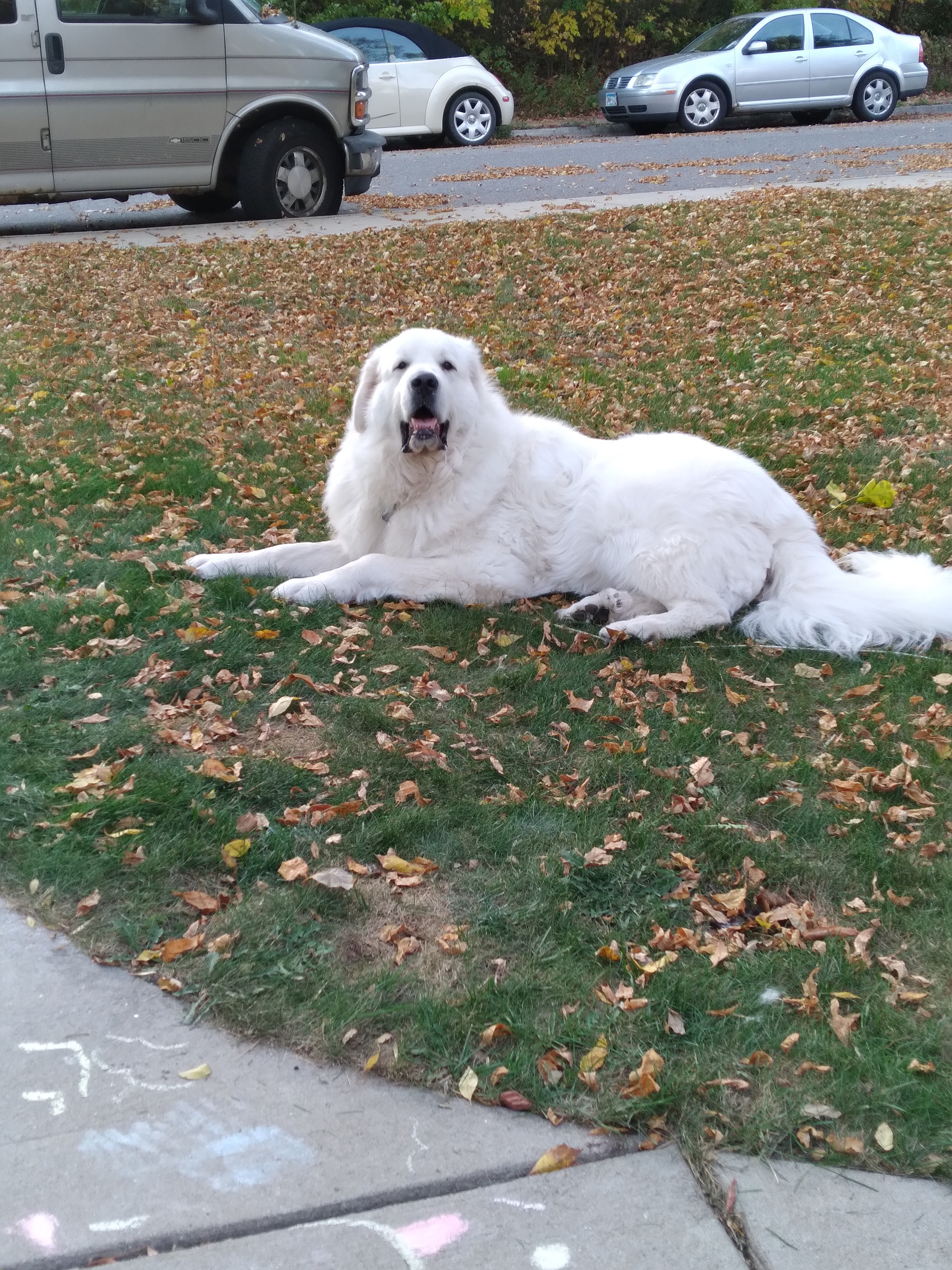 Help Baron Give Beaux a Peaceful Farewell campaign photo, 5 of 7
