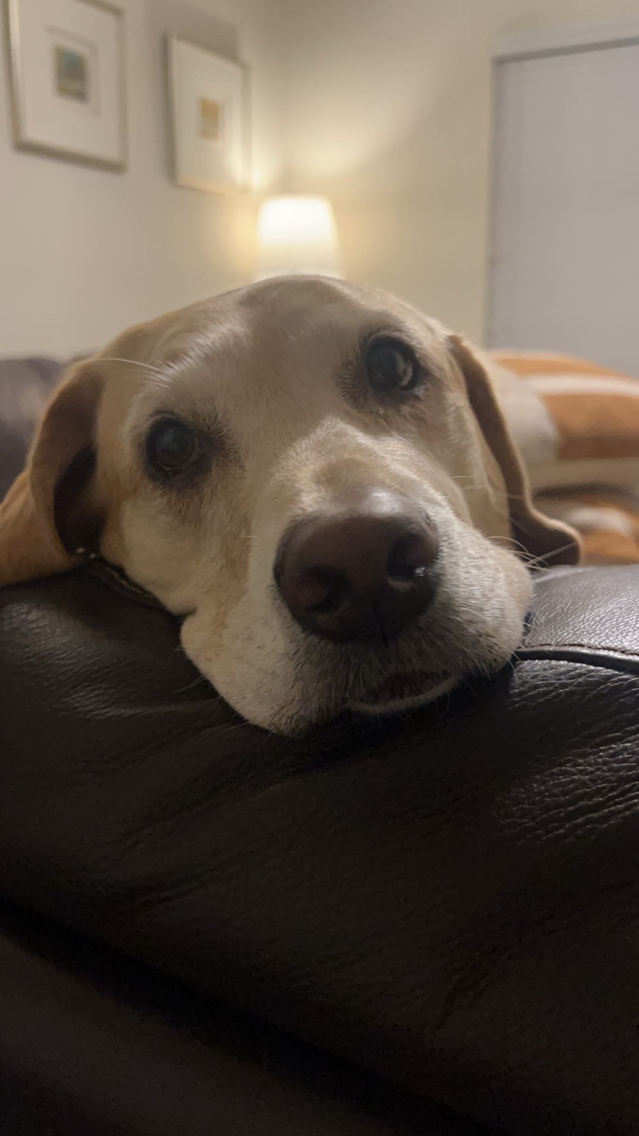 Every Paw Counts for Duchess campaign photo, 2 of 8