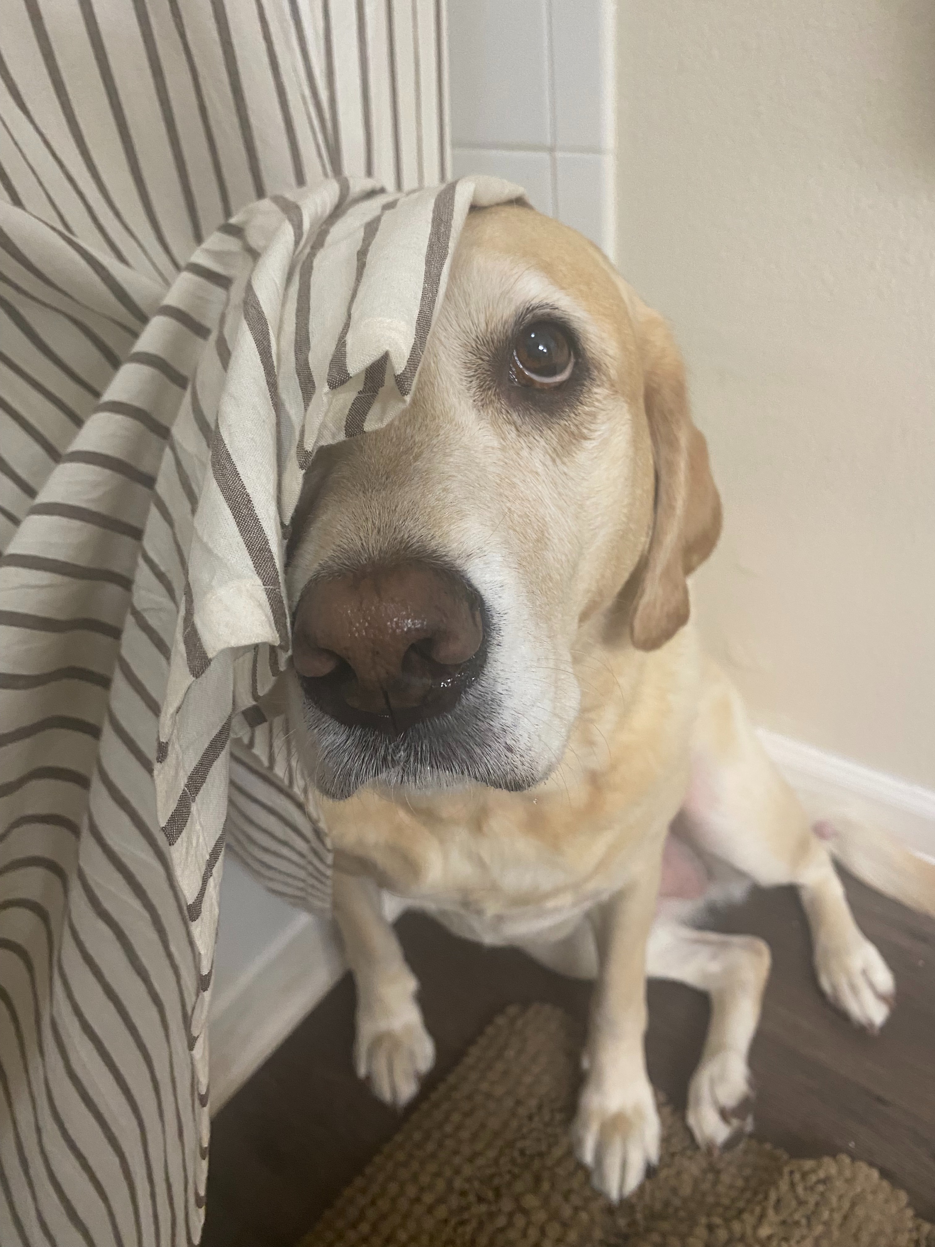 Every Paw Counts for Duchess campaign photo, 5 of 8