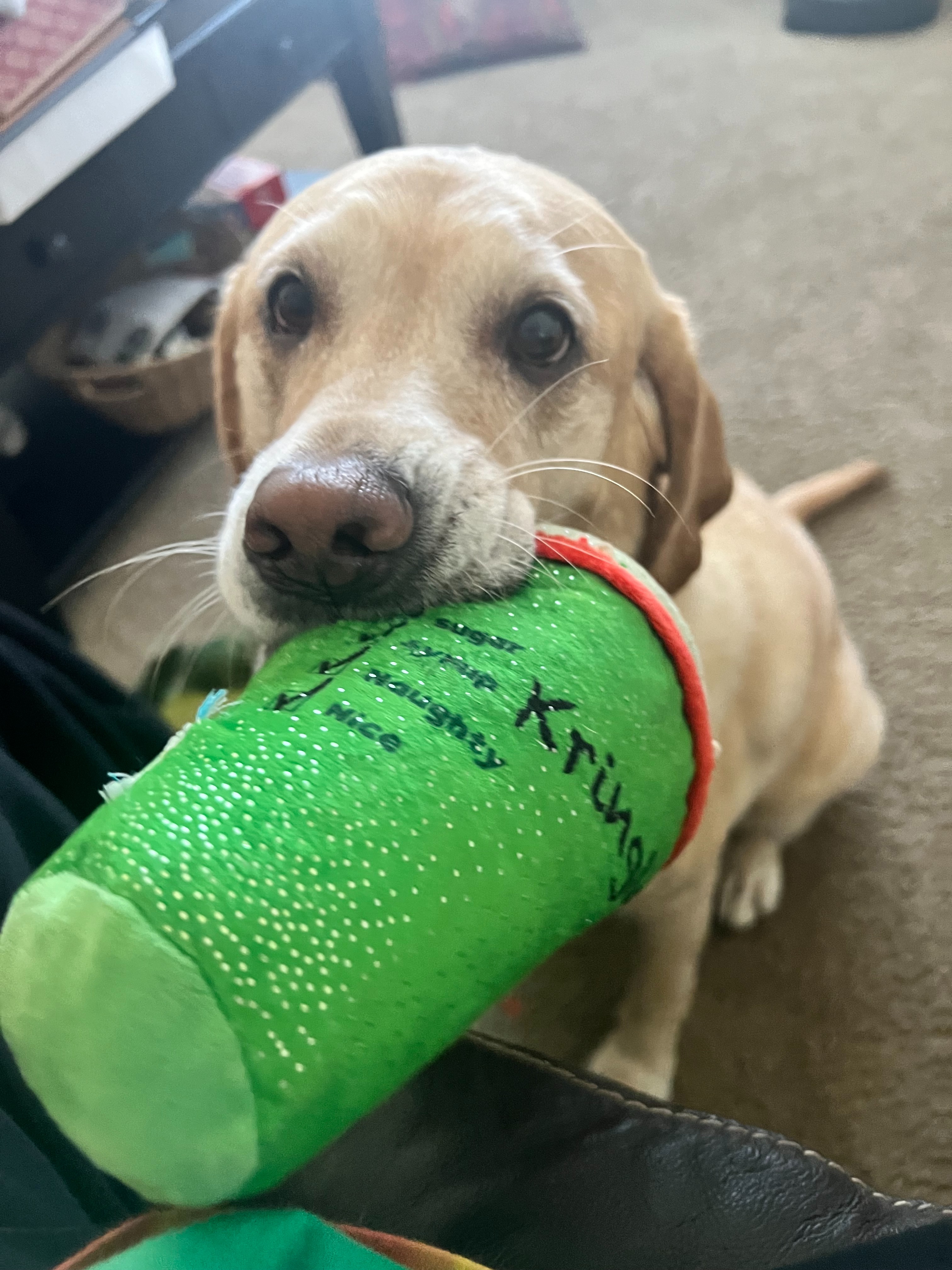 Every Paw Counts for Duchess campaign photo, 6 of 8