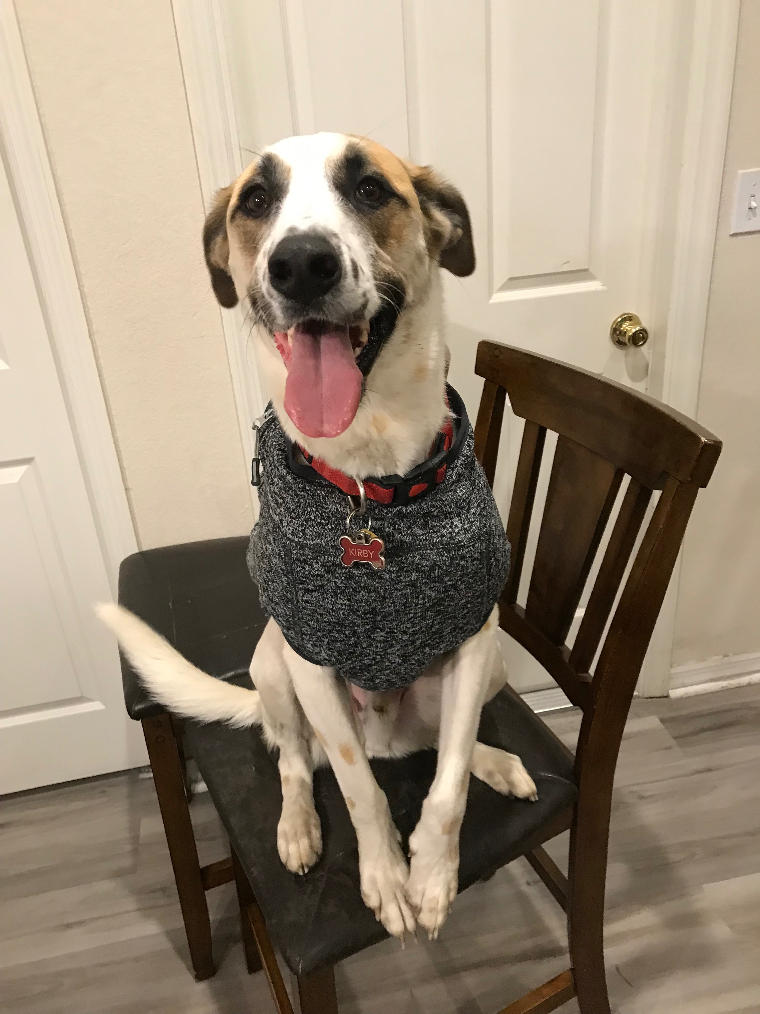 Help Me Save My Dog’s Ability to Walk campaign photo, 7 of 8