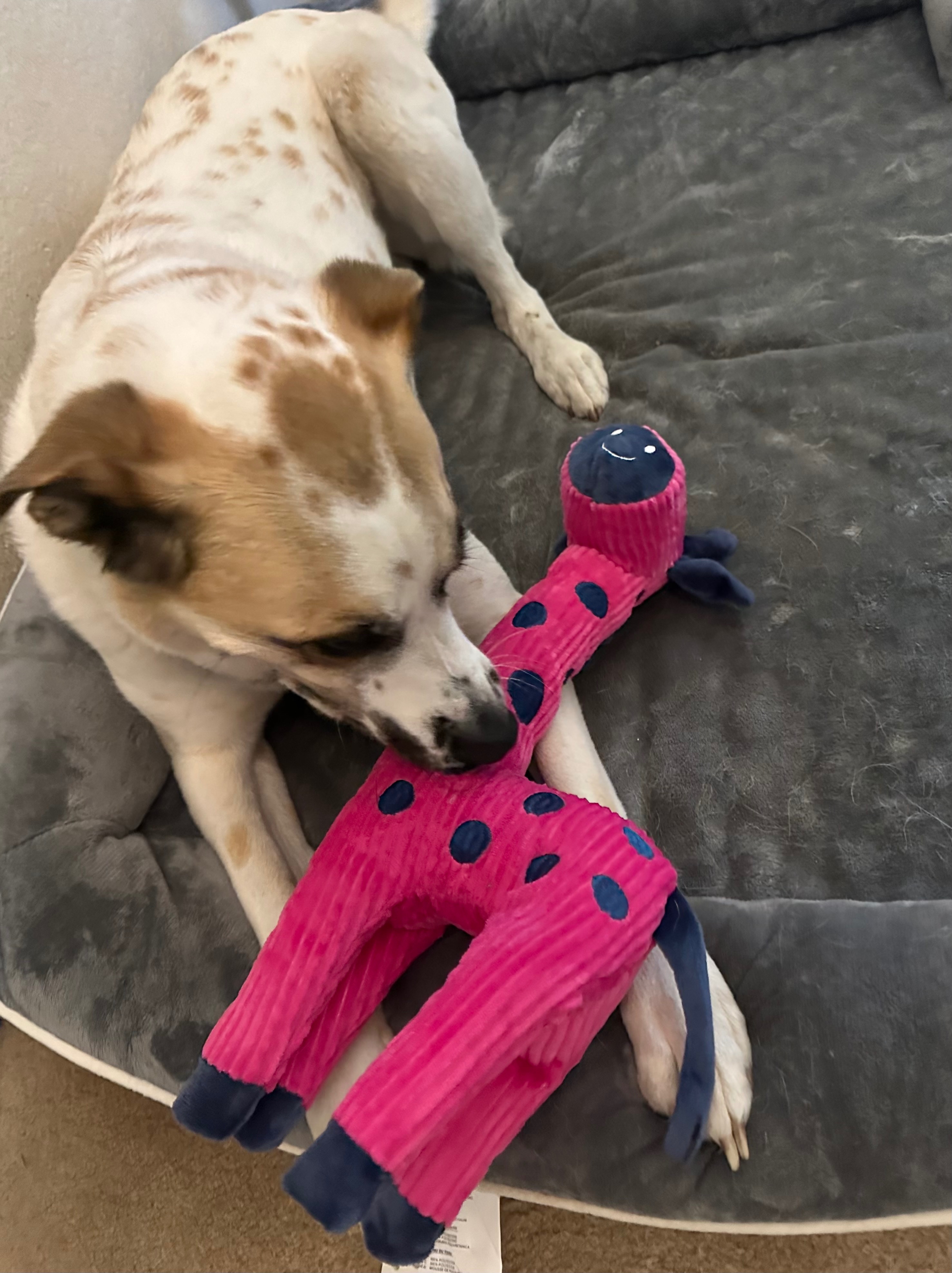 Help Me Save My Dog’s Ability to Walk campaign photo, 2 of 8