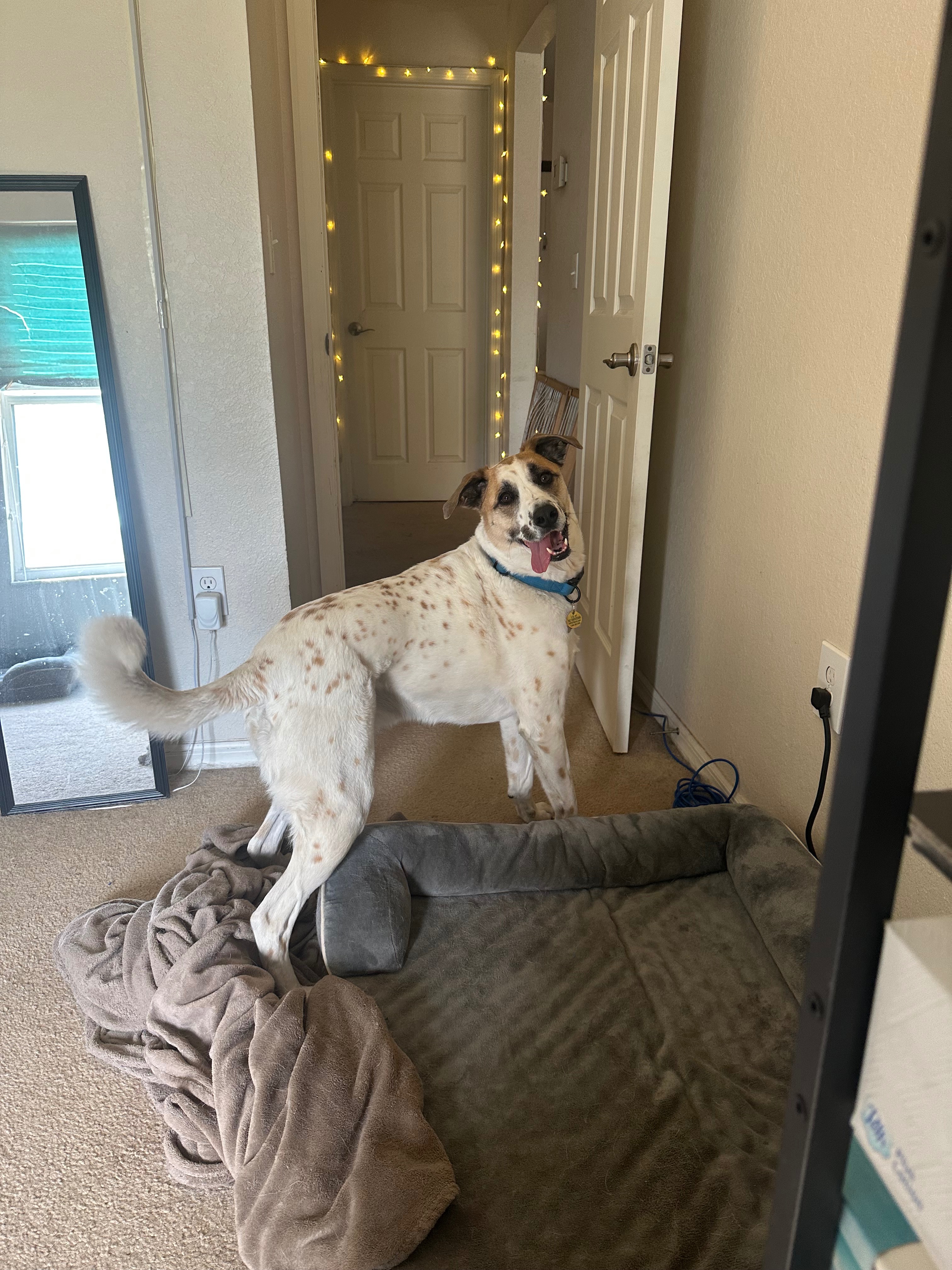 Help Me Save My Dog’s Ability to Walk campaign photo, 4 of 8