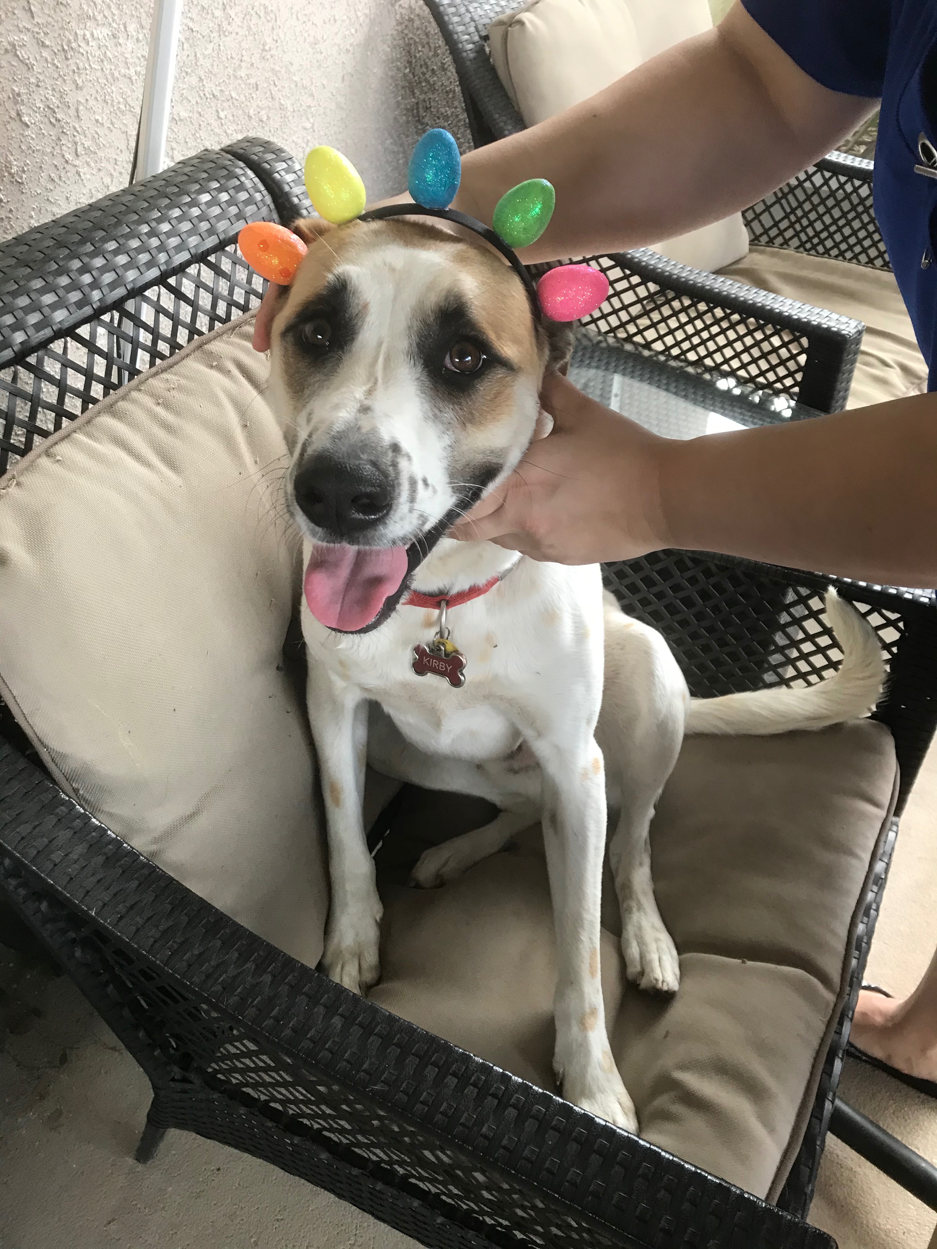 Help Me Save My Dog’s Ability to Walk campaign photo, 5 of 8