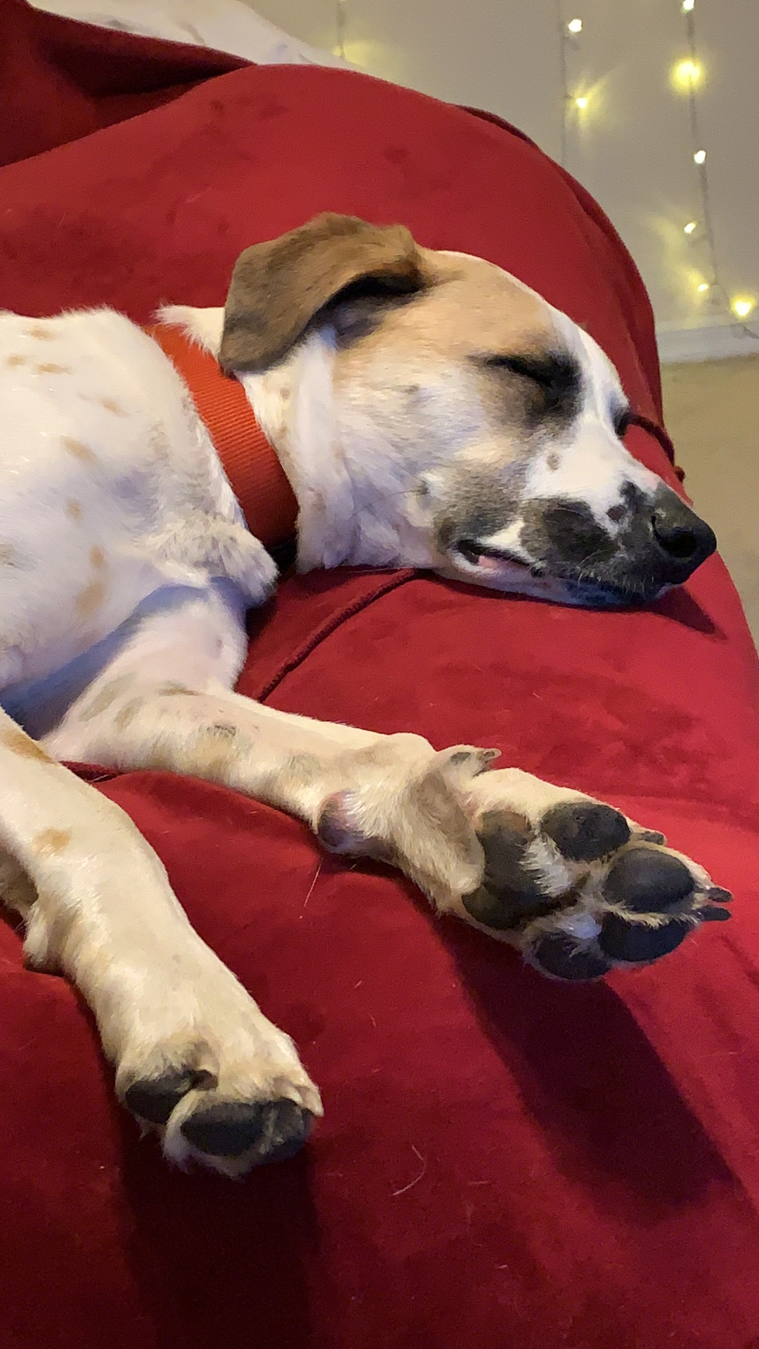 Help Me Save My Dog’s Ability to Walk campaign photo, 6 of 8