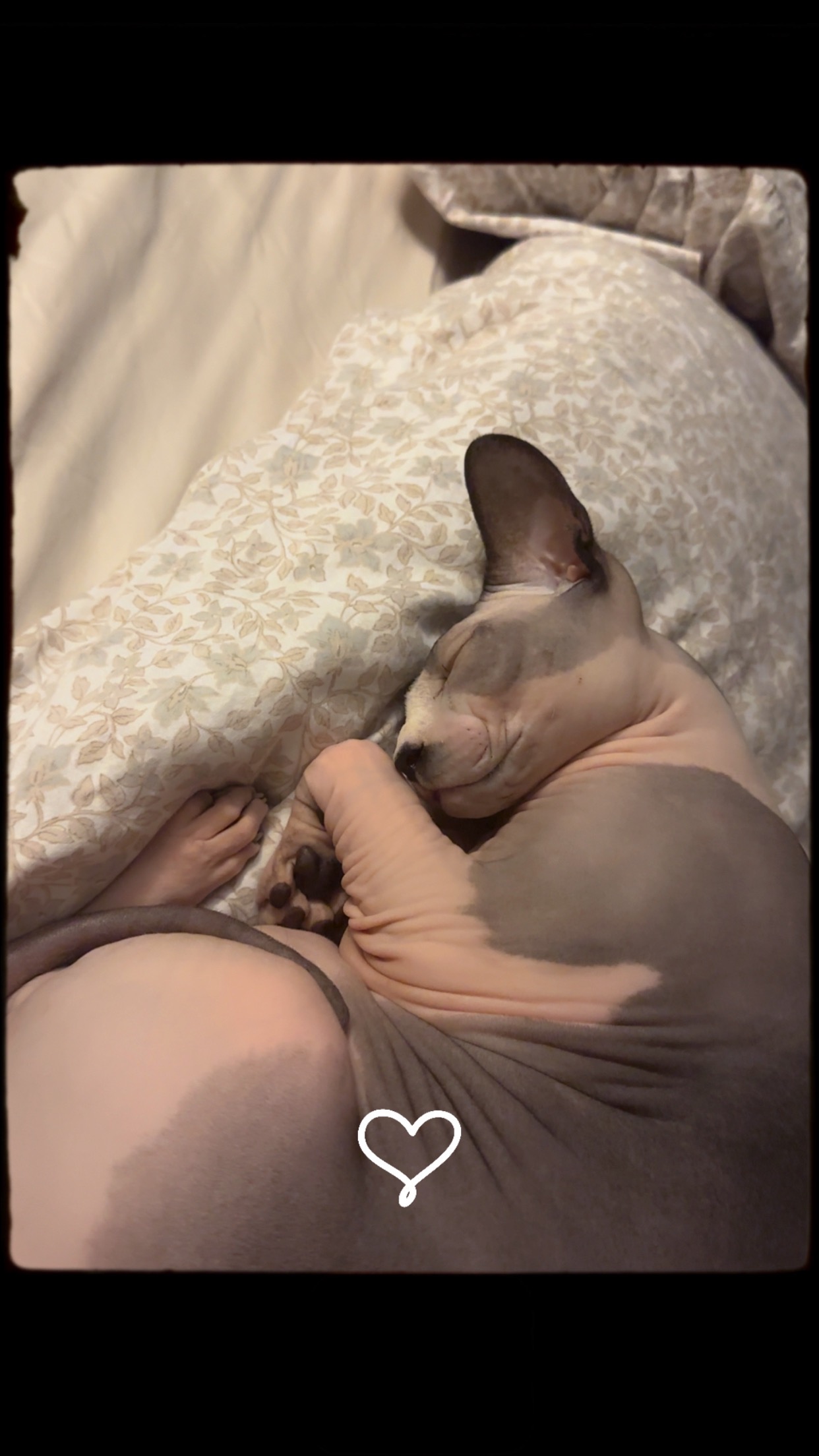 Help Our Beloved Cat Get Life-Saving Surgery campaign photo, 6 of 7
