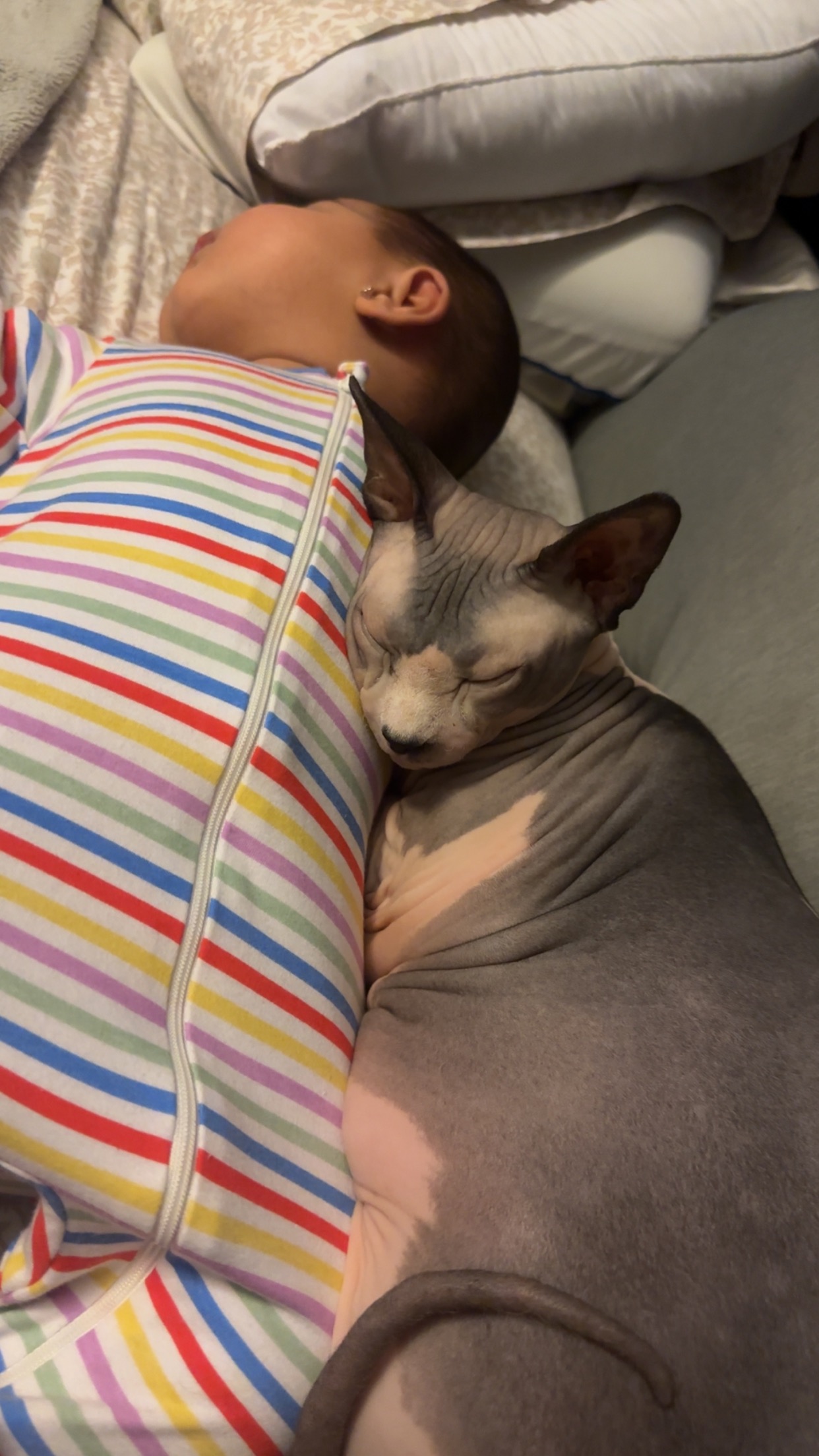 Help Our Beloved Cat Get Life-Saving Surgery campaign photo, 2 of 7