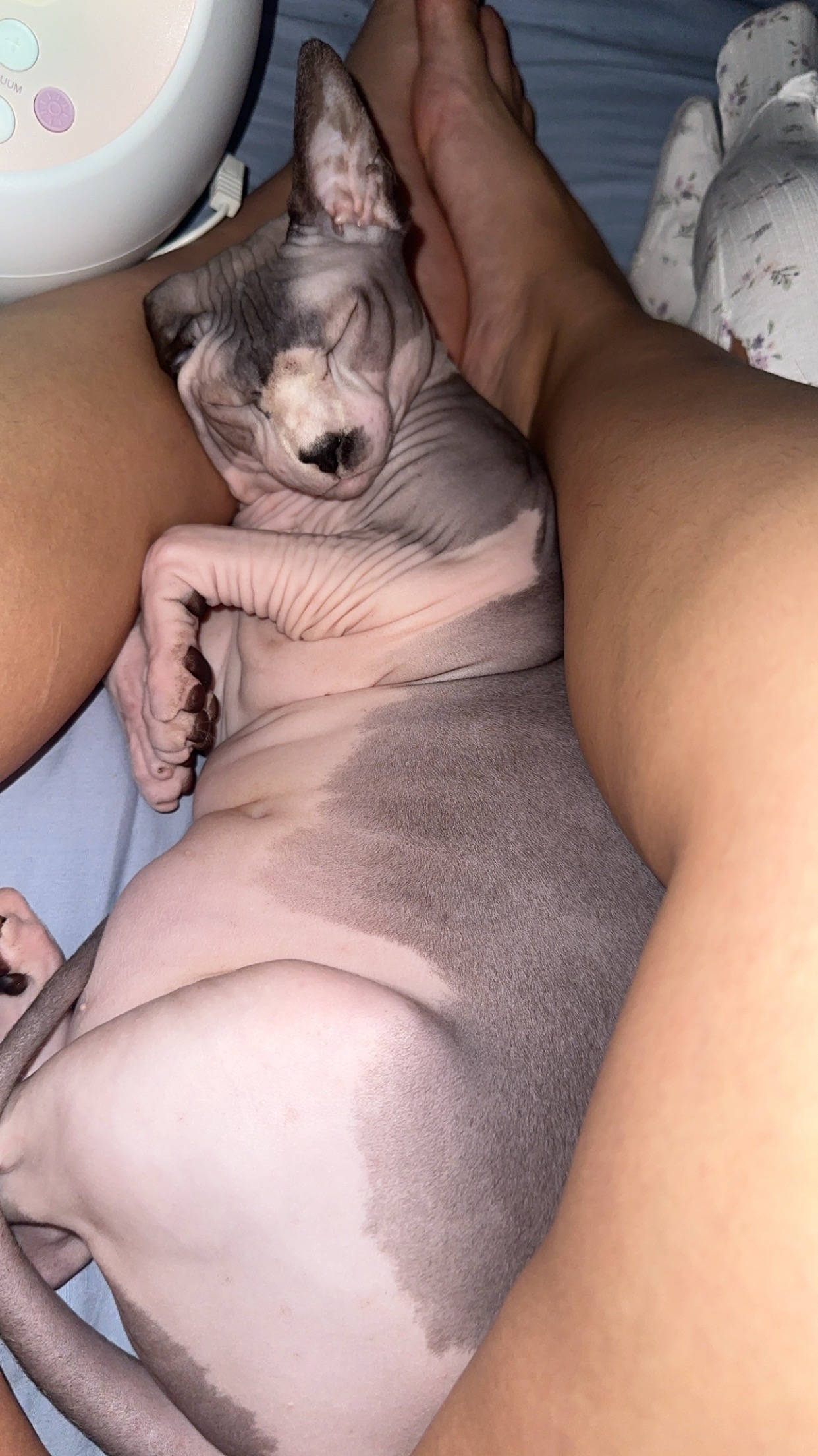 Help Our Beloved Cat Get Life-Saving Surgery campaign photo, 4 of 7