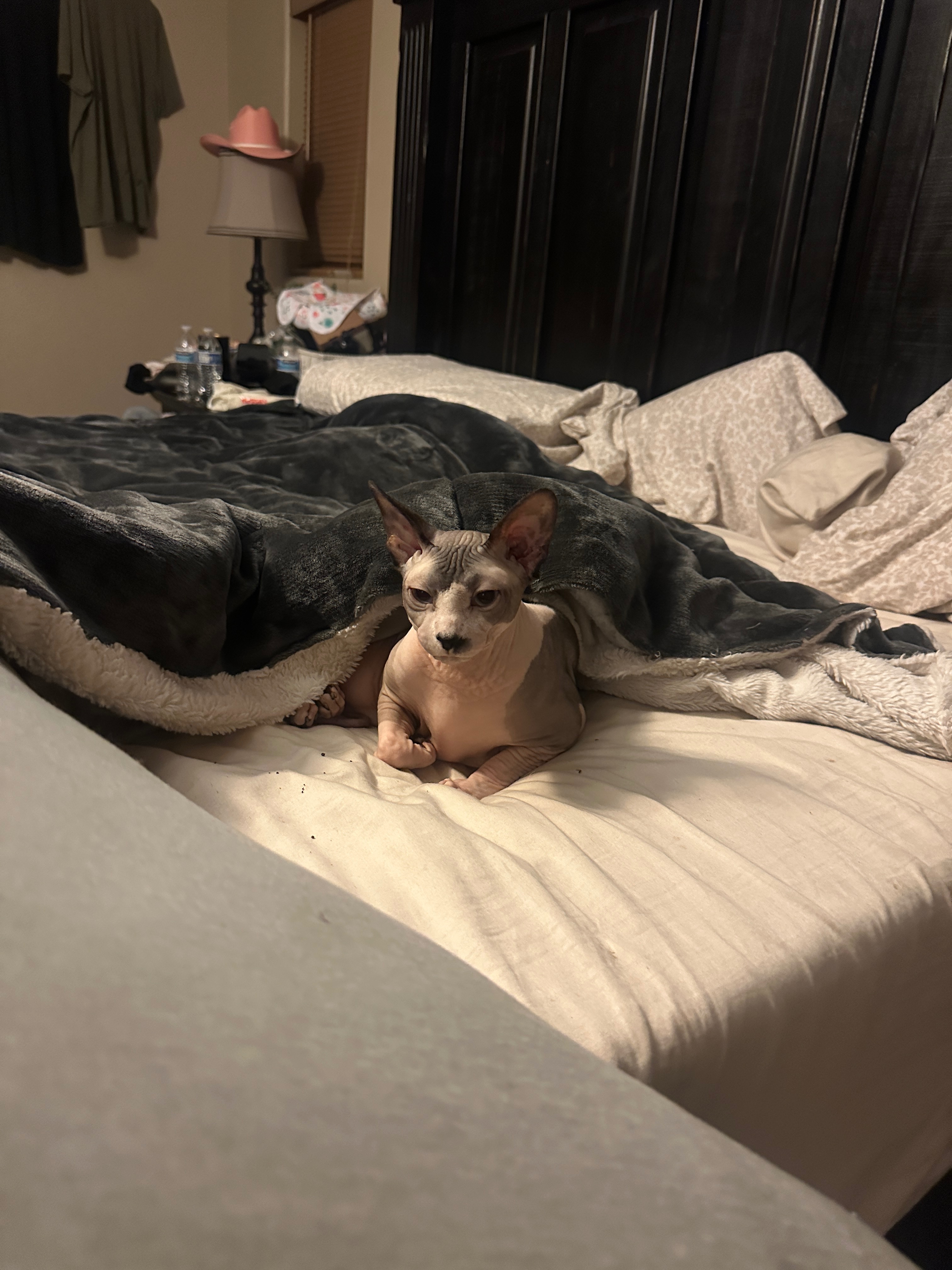 Help Our Beloved Cat Get Life-Saving Surgery campaign photo, 5 of 7