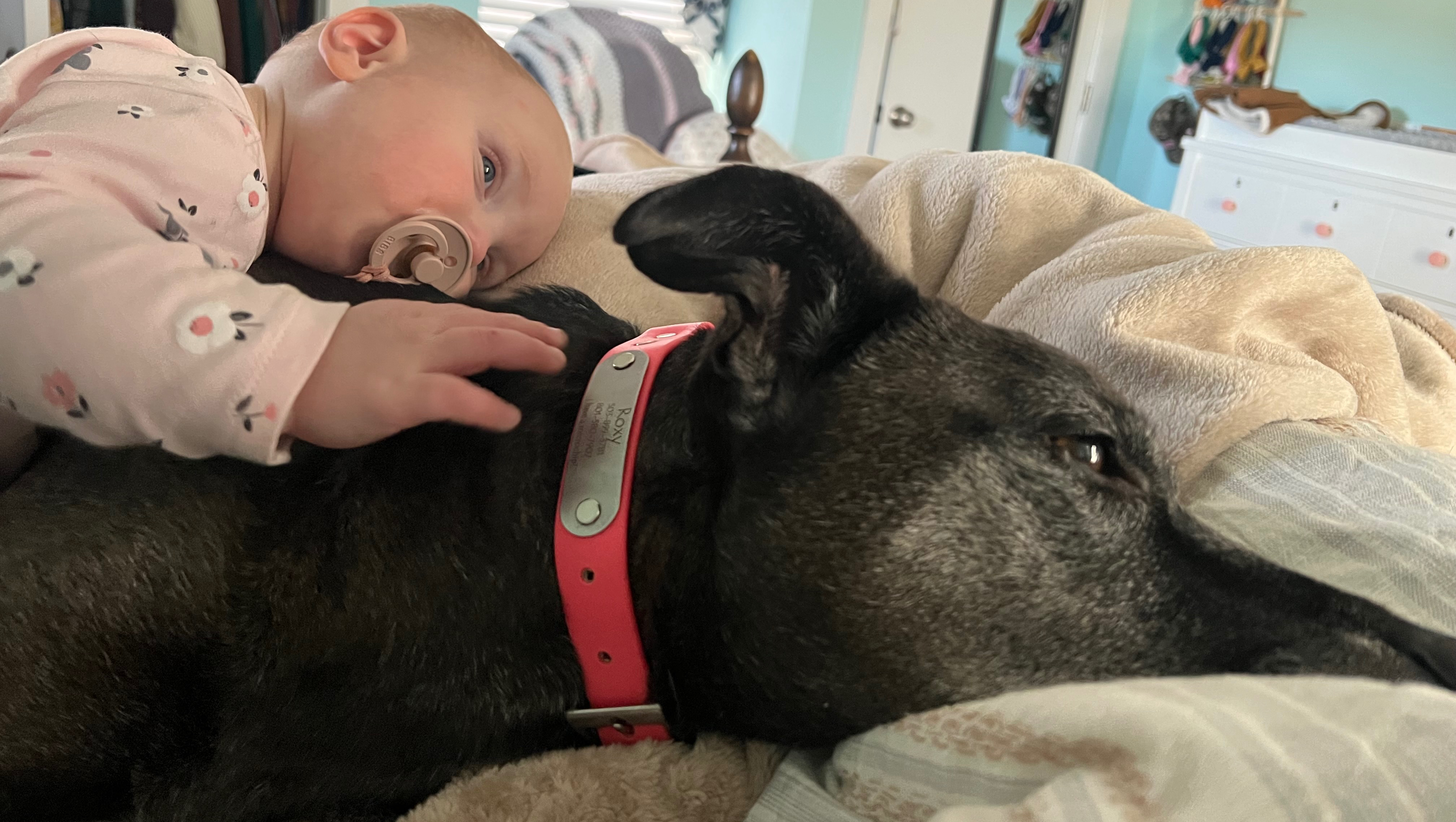 Fundraiser by Megan Beach : Help Roxy Get Life-Saving Surgery