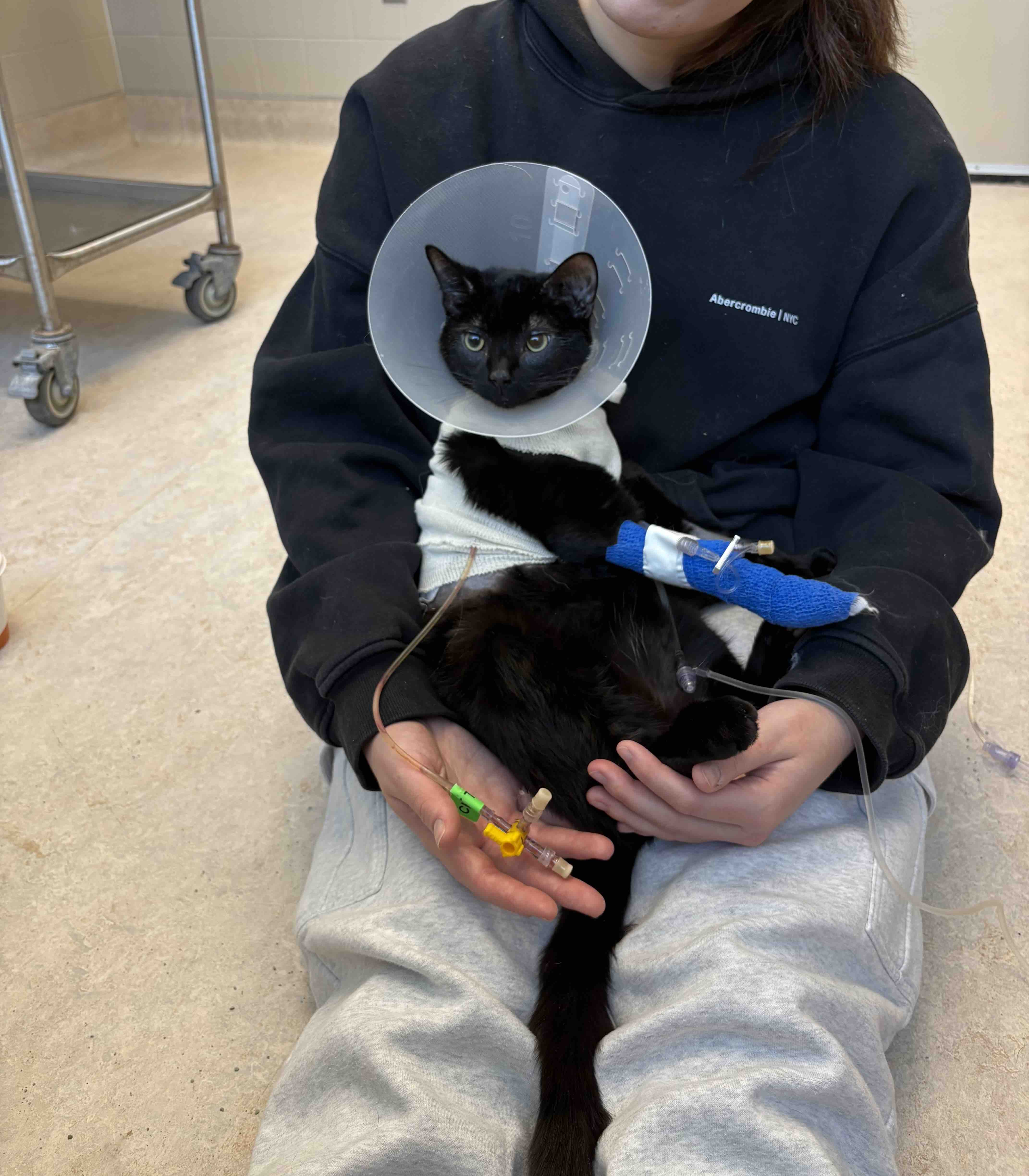 FIP treatment for toothless the cat campaign photo, 4 of 8