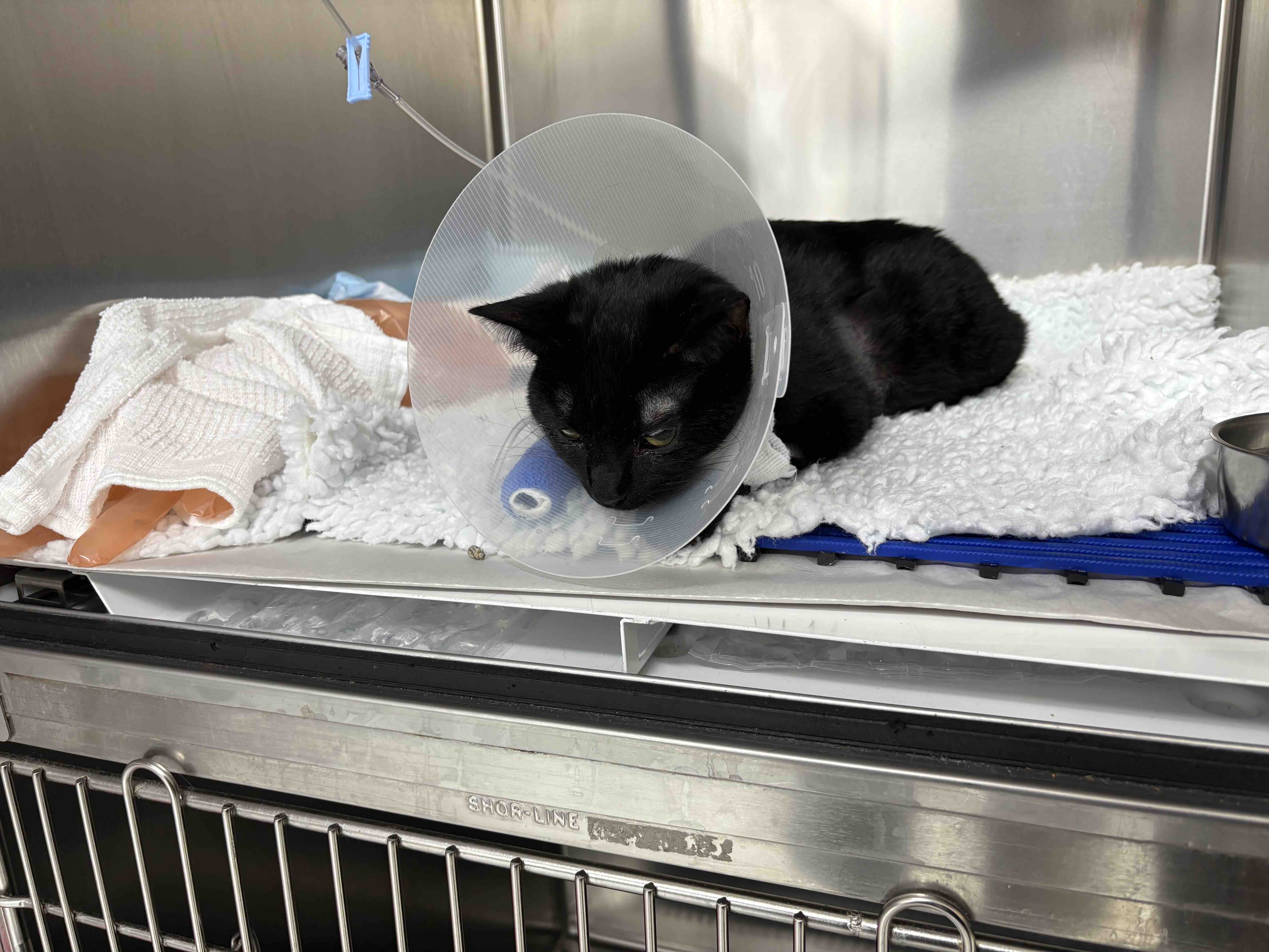 FIP treatment for toothless the cat campaign photo, 5 of 8