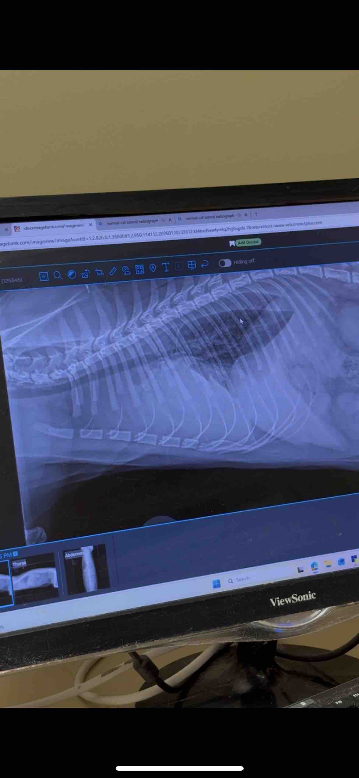 FIP treatment for toothless the cat campaign photo, 6 of 8