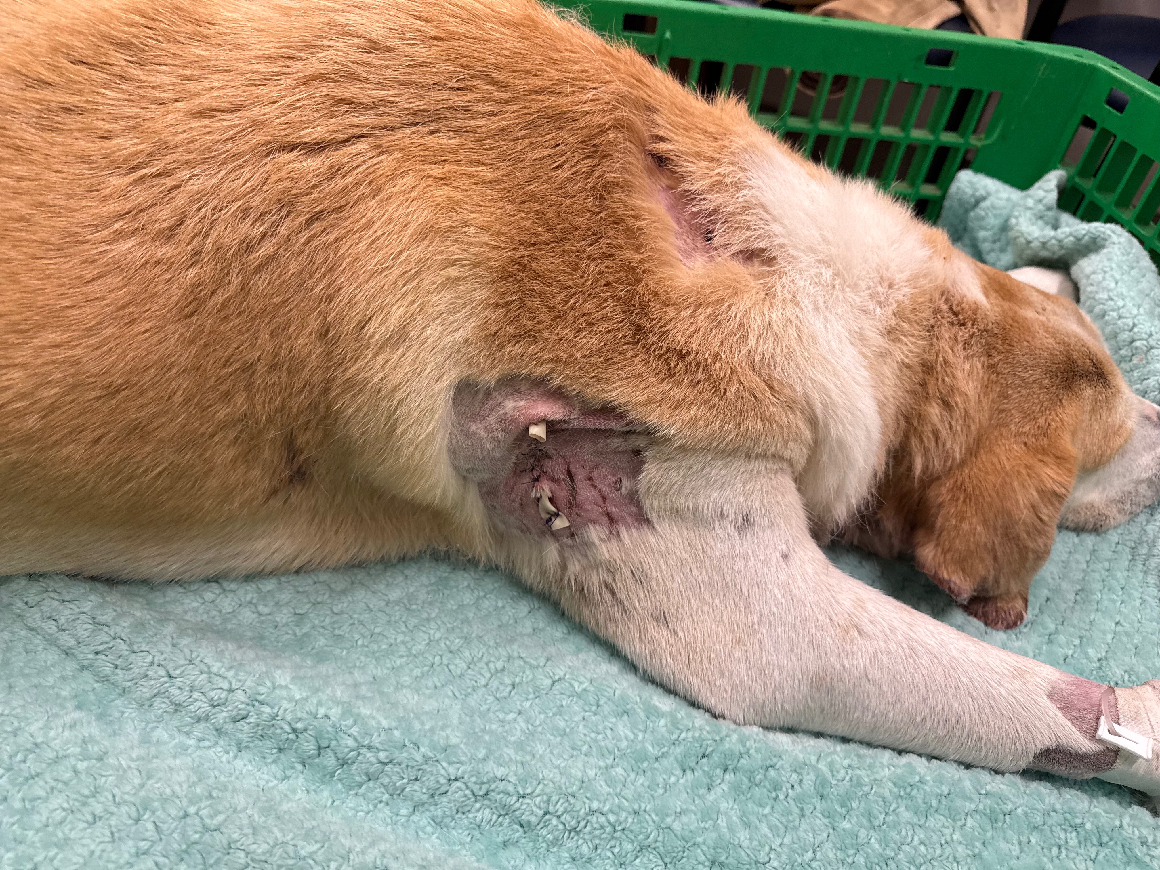 Pete’s Emergency Critical Care Vet Funding campaign photo, 2 of 7