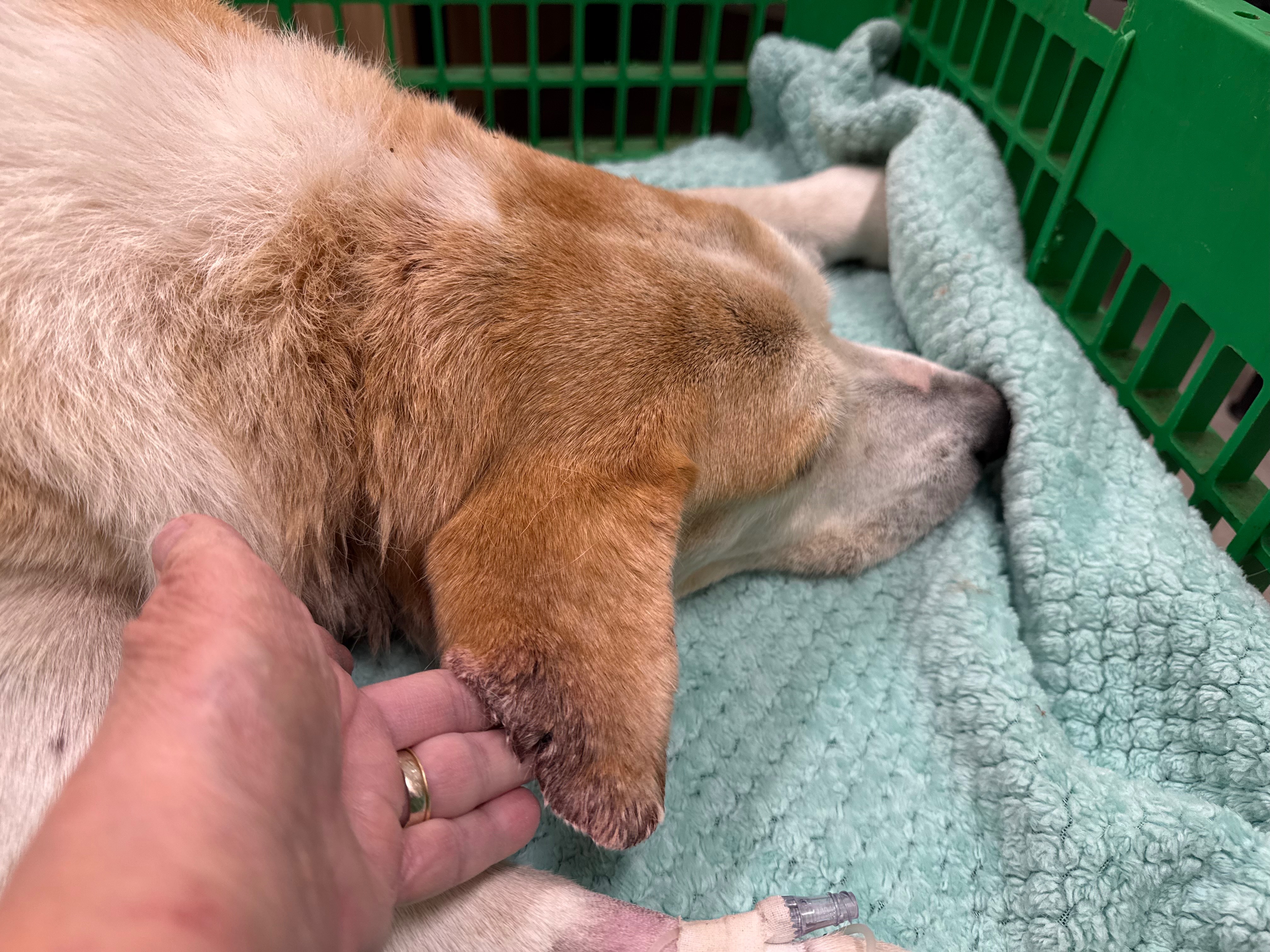 Pete’s Emergency Critical Care Vet Funding campaign photo, 6 of 7