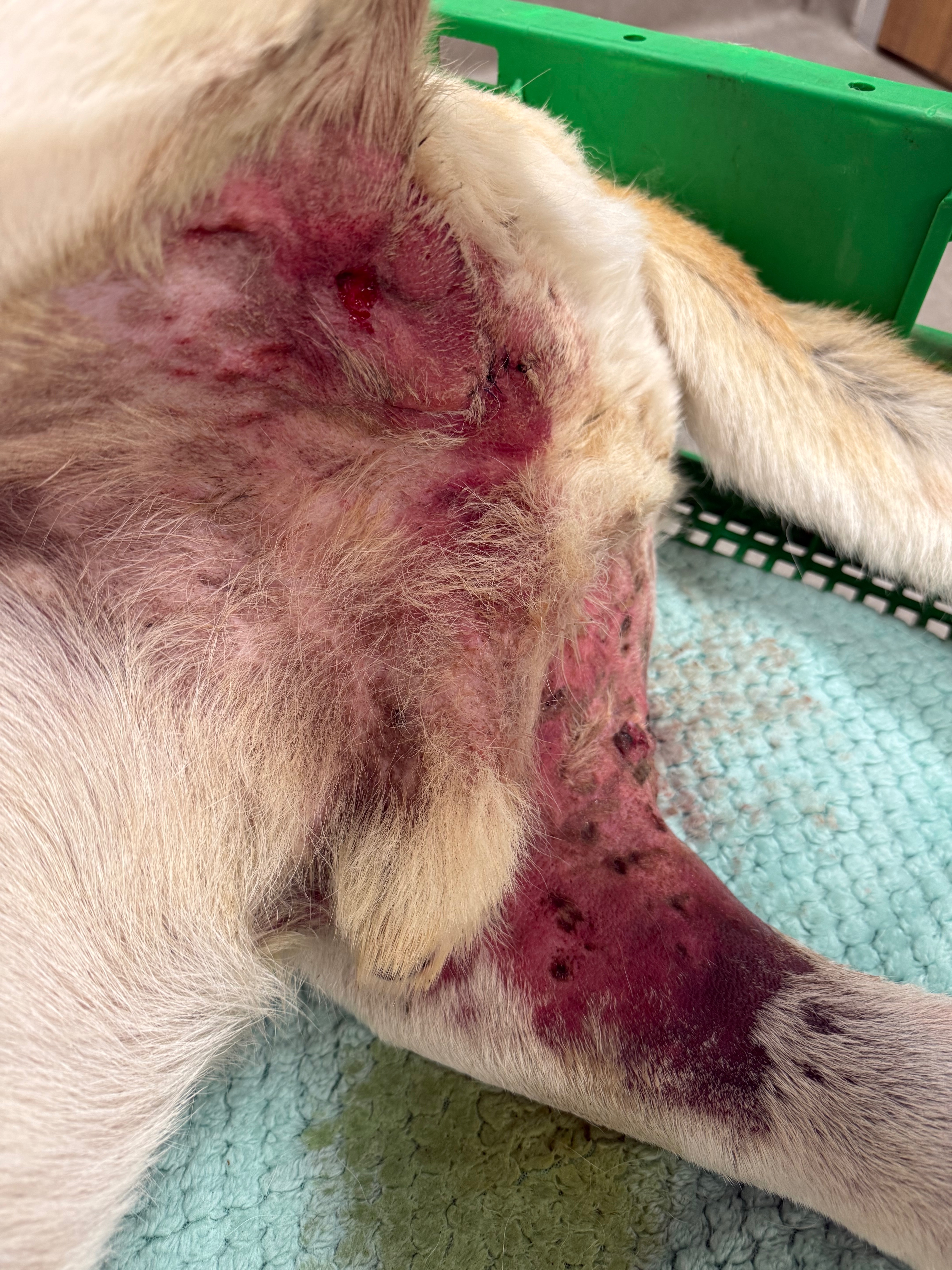 Pete’s Emergency Critical Care Vet Funding campaign photo, 5 of 7
