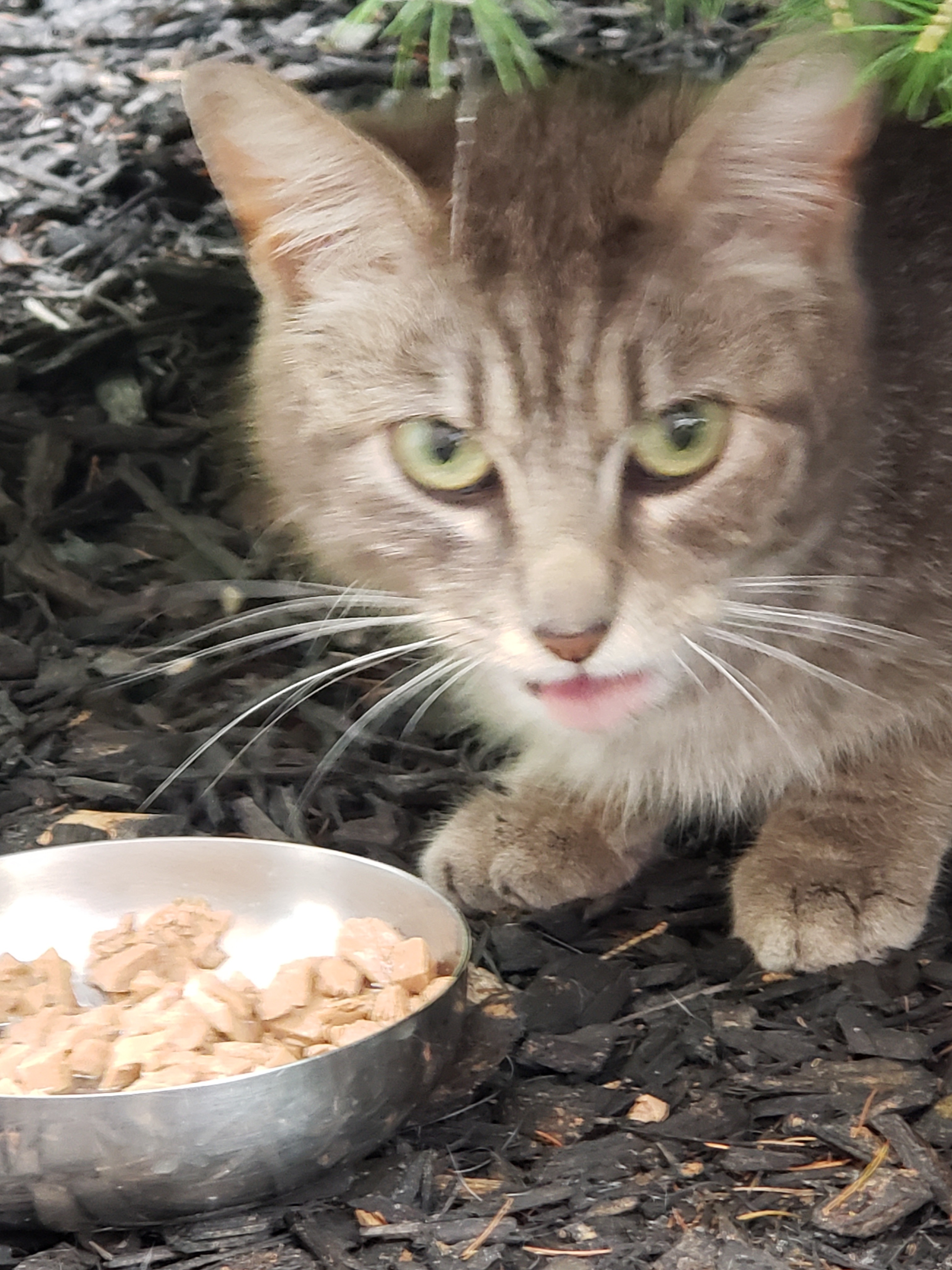 Shelters for Feral Cats campaign photo, 6 of 7