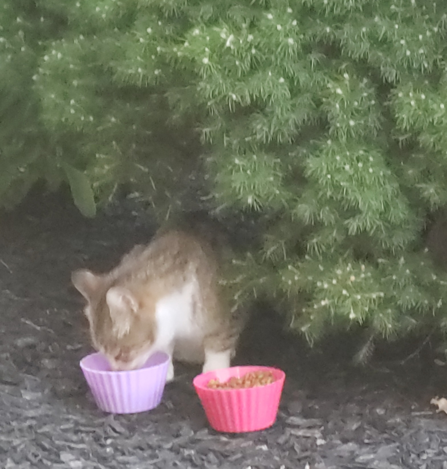 Shelters for Feral Cats campaign photo, 5 of 7