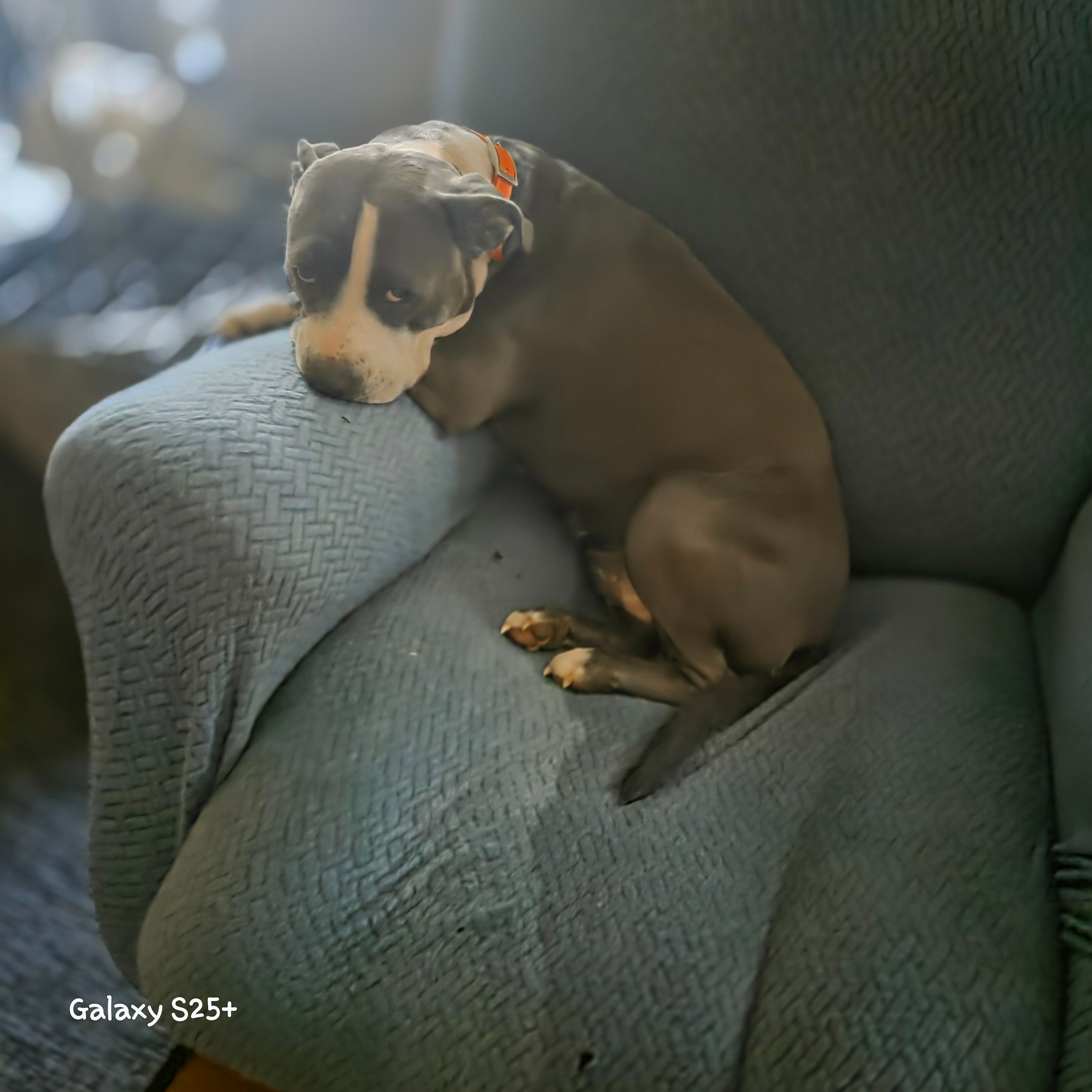 Support Sonya’s Mission to Spay Rescued Dogs campaign photo, 5 of 6