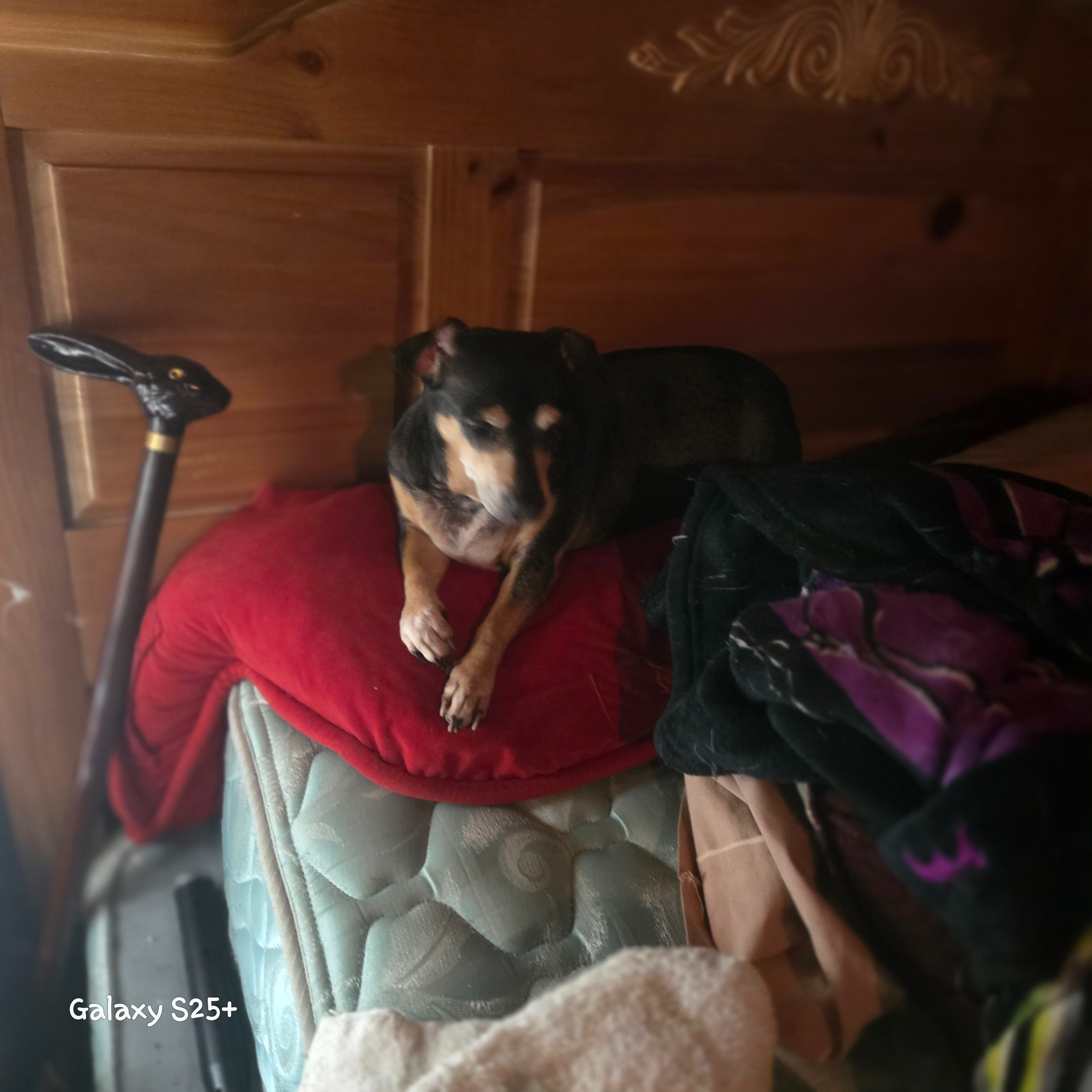 Support Sonya’s Mission to Spay Rescued Dogs campaign photo, 2 of 6