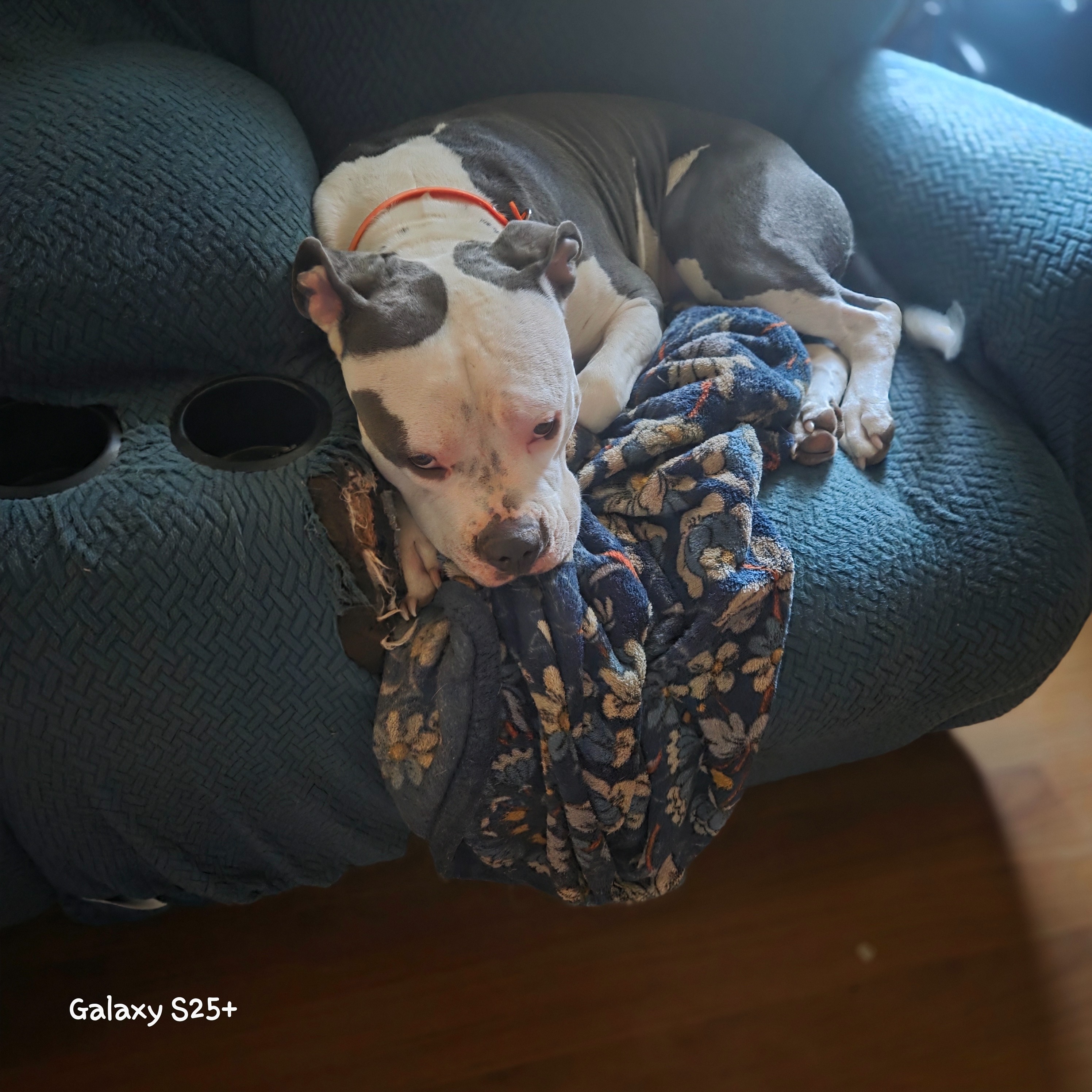 Support Sonya’s Mission to Spay Rescued Dogs campaign photo, 4 of 6