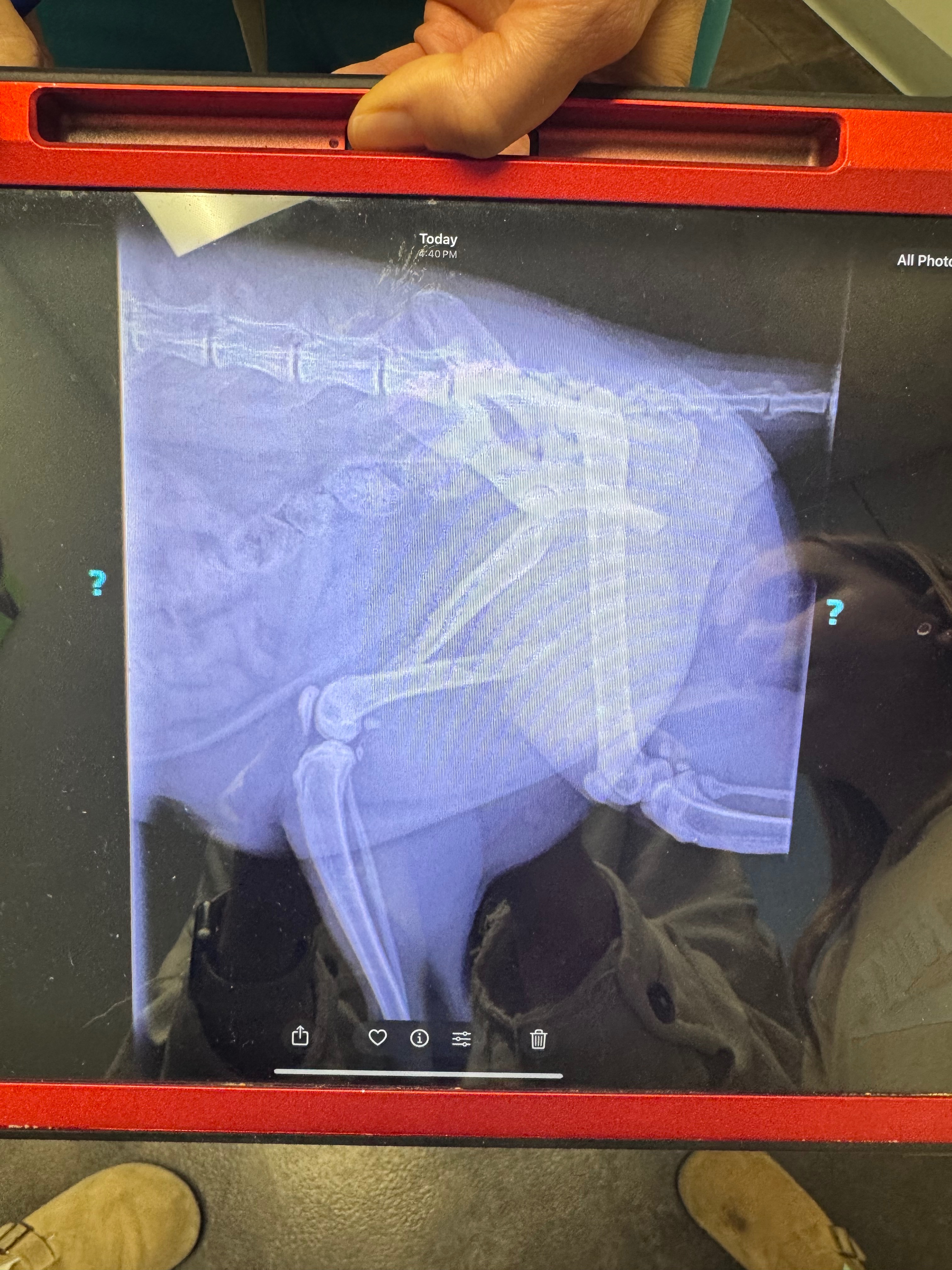 Help Save Tiger’s Leg campaign photo, 4 of 7