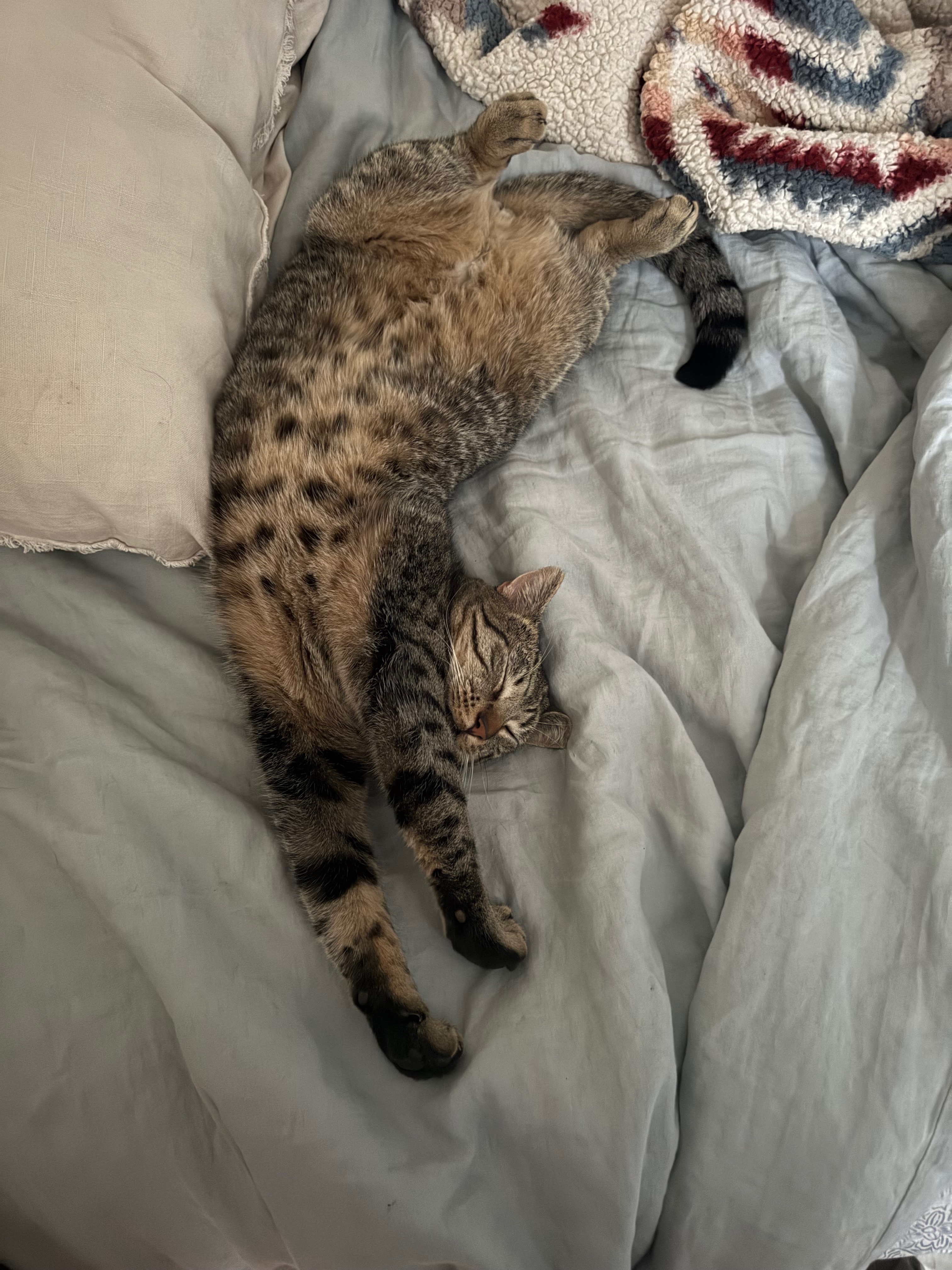 Help Save Tiger’s Leg campaign photo, 2 of 7