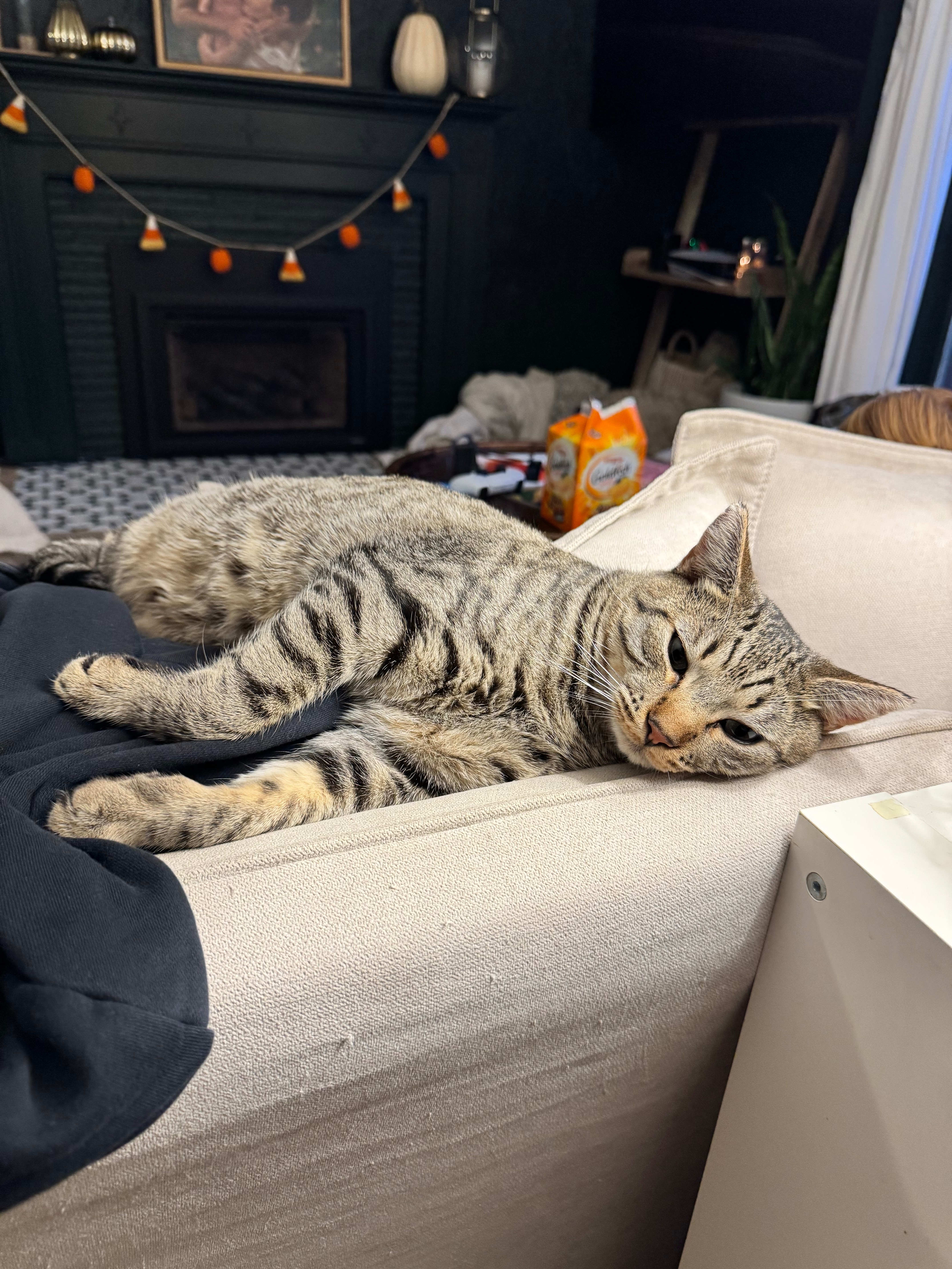 Help Save Tiger’s Leg campaign photo, 6 of 7