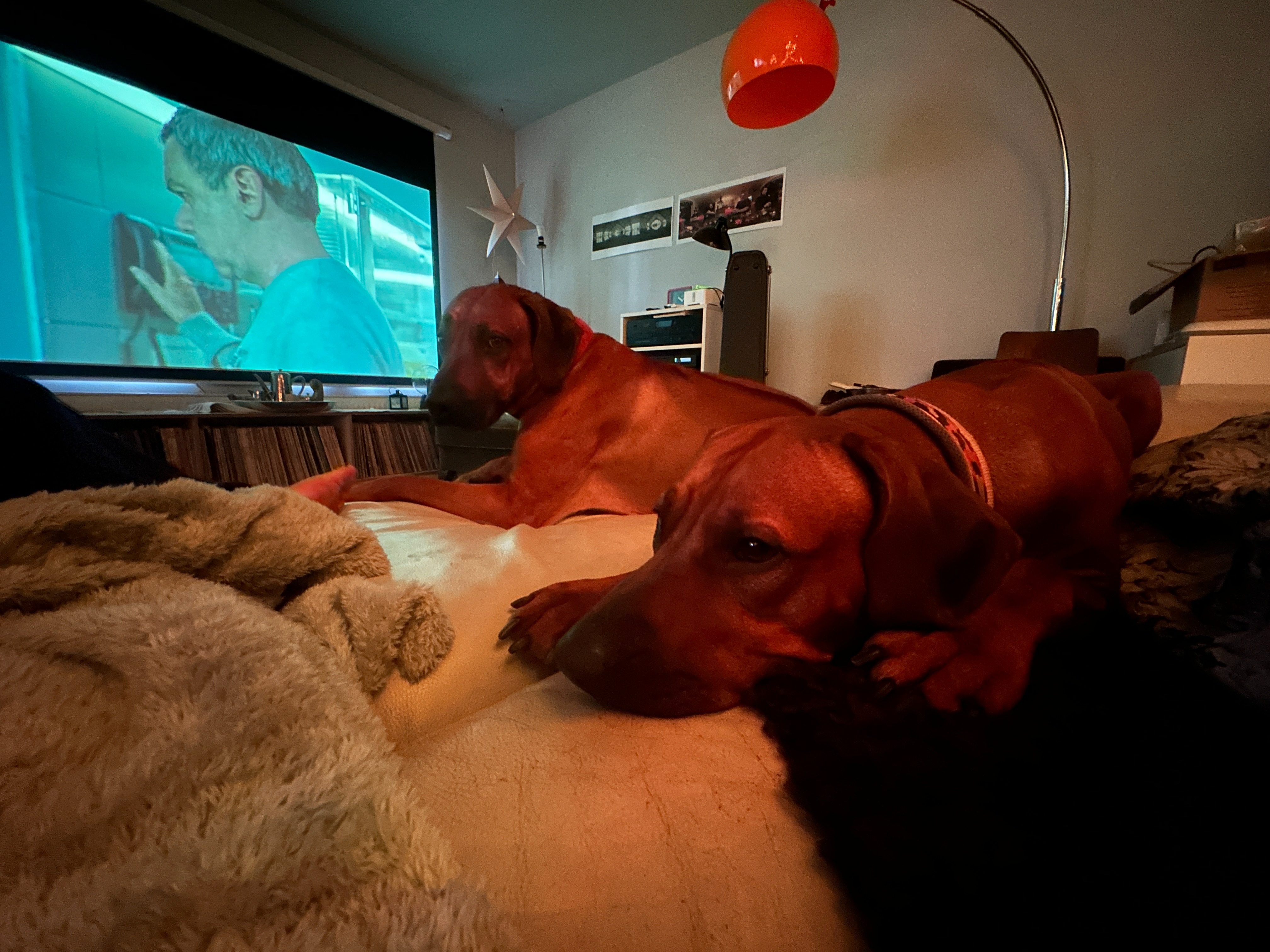 Wenn „Tierschutz“ zur Drohkulisse wird campaign photo, 4 of 7