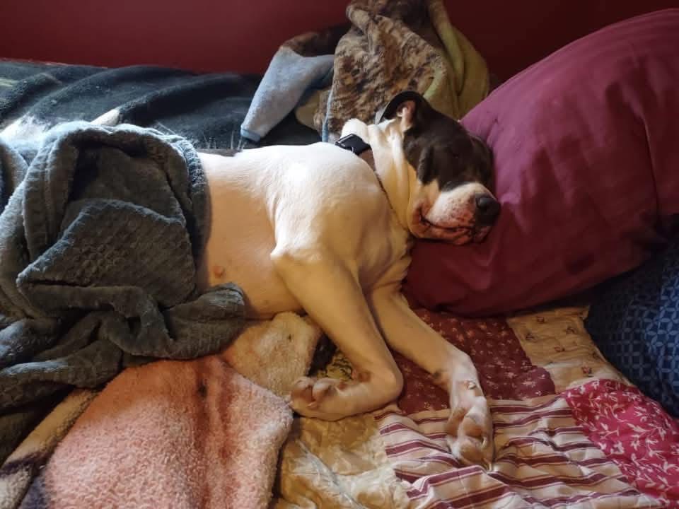 Save Luna's Life with Urgent Surgery campaign photo, 4 of 5