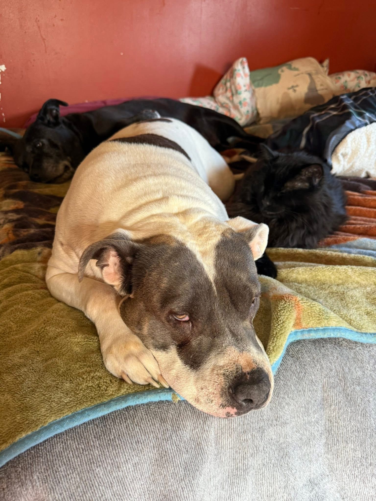 Save Luna's Life with Urgent Surgery campaign photo, 2 of 5