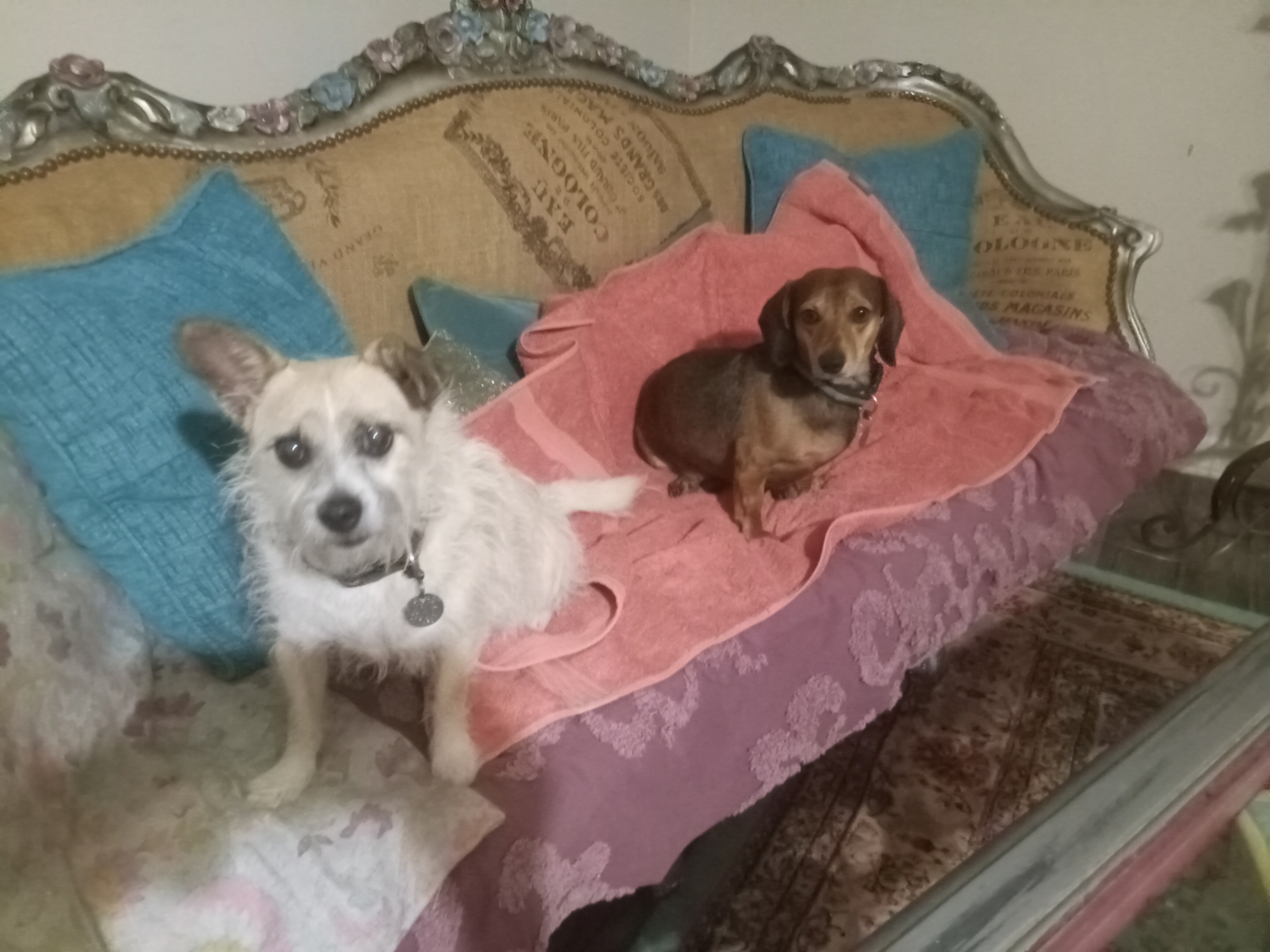 Help Jan Keep Her Home and Rescue Animals Safe campaign photo, 6 of 7