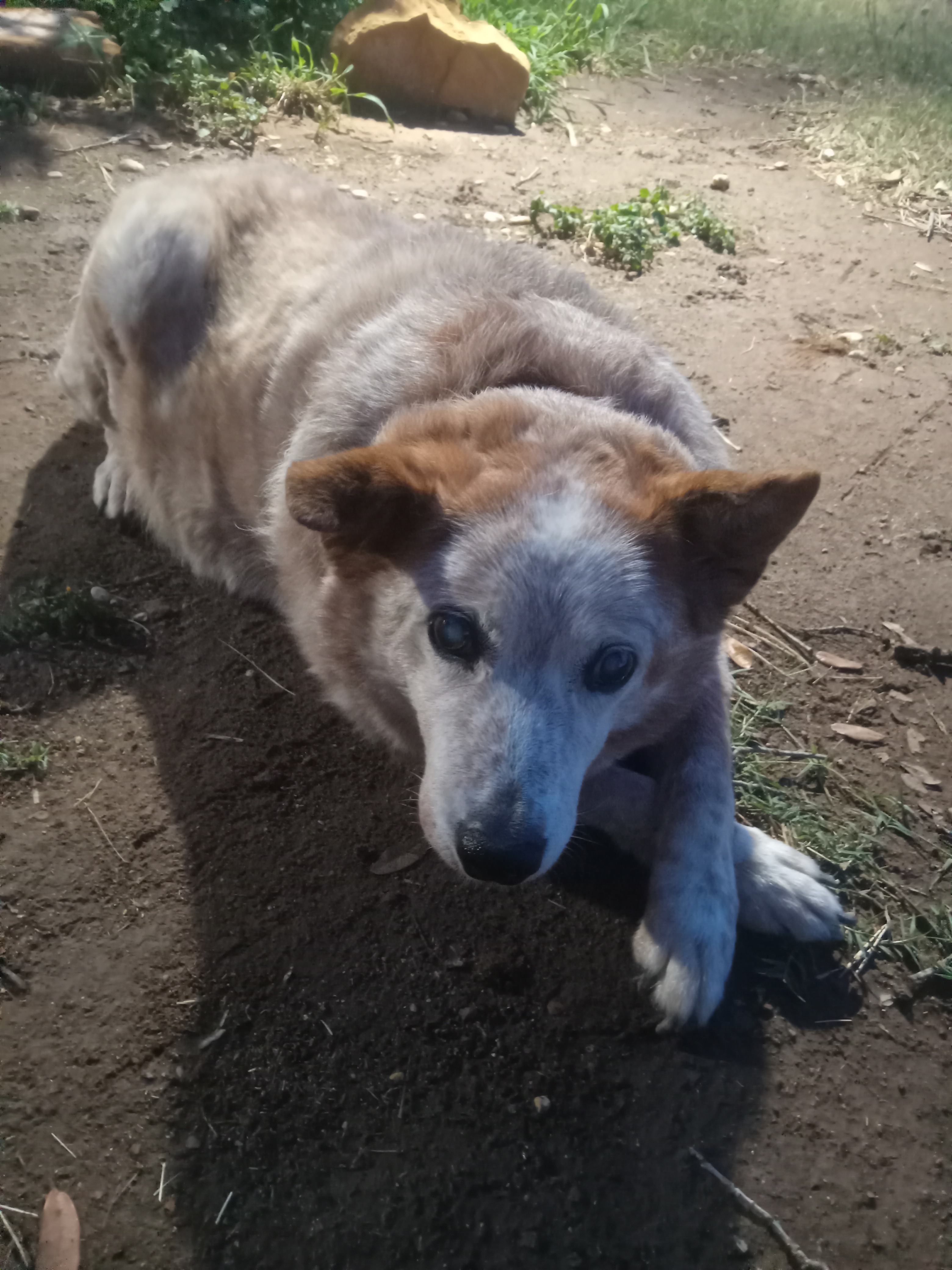 Help Jan Keep Her Home and Rescue Animals Safe campaign photo, 4 of 7