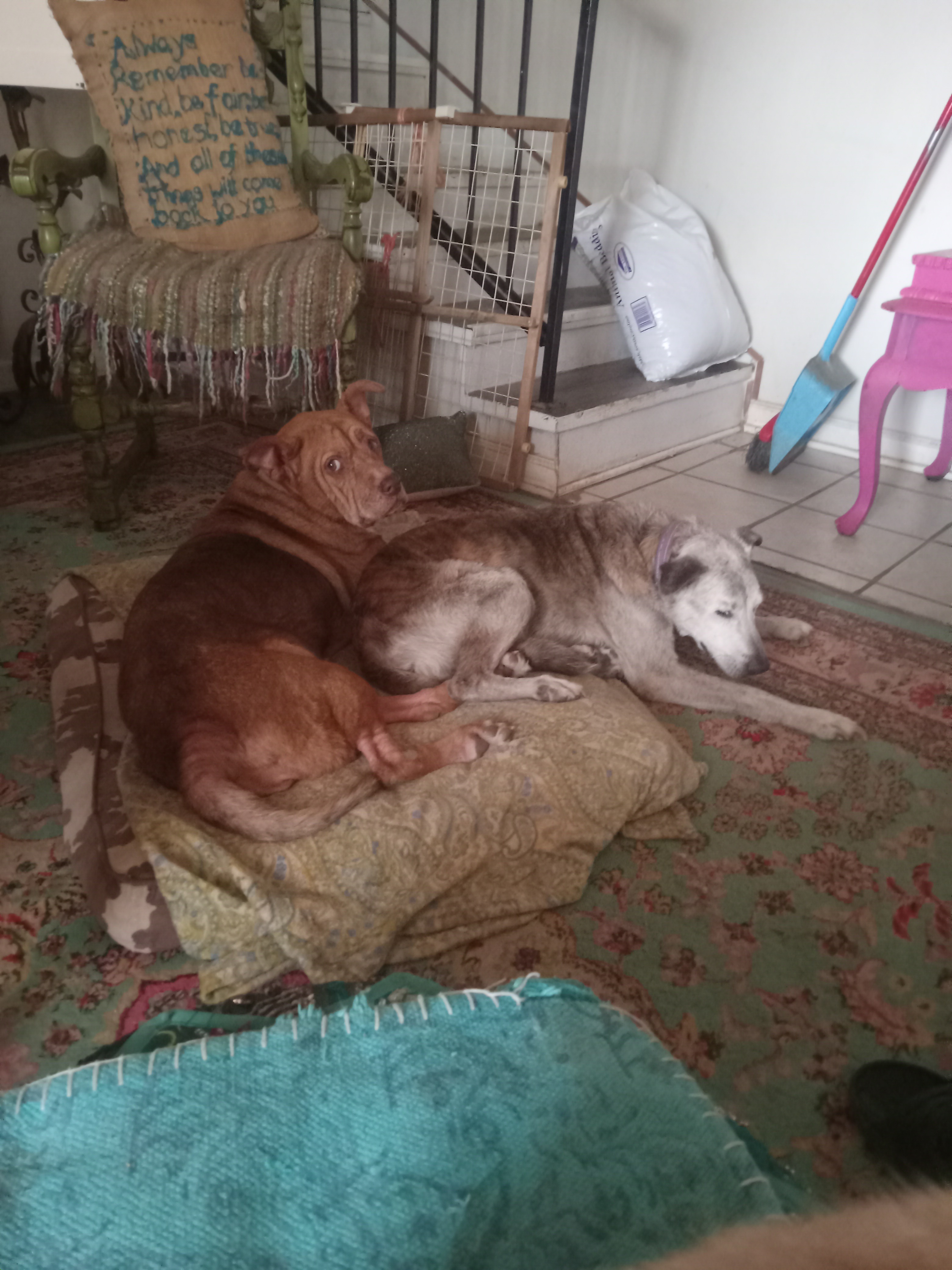 Help Jan Keep Her Home and Rescue Animals Safe campaign photo, 5 of 7