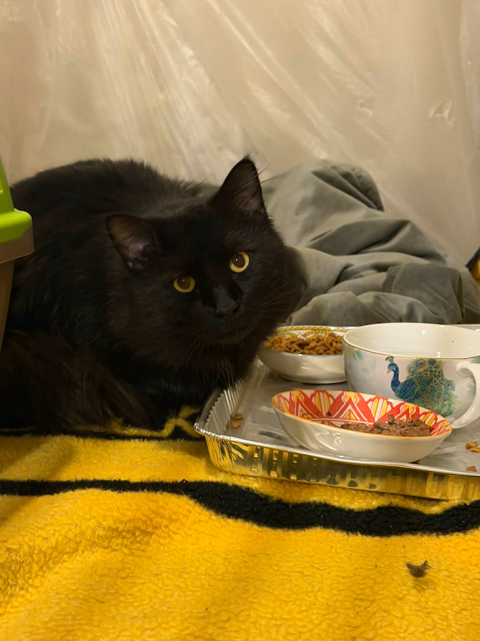 Support a Second Chance for Sweet "Lucipurr" campaign photo, 4 of 5