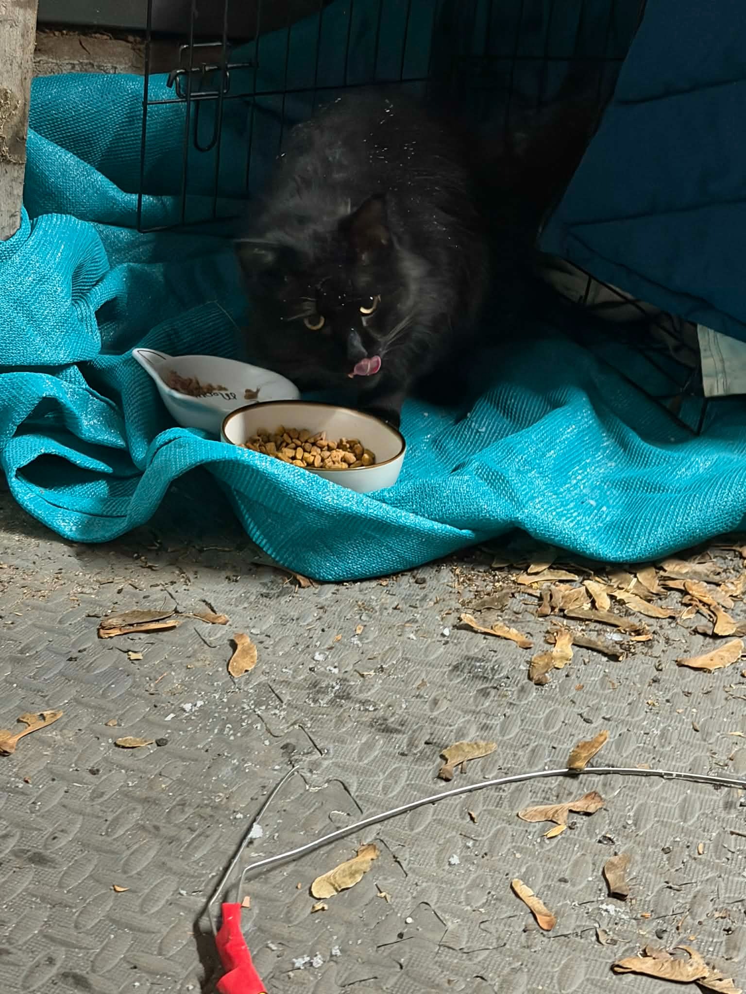 Support a Second Chance for Sweet "Lucipurr" campaign photo, 2 of 5