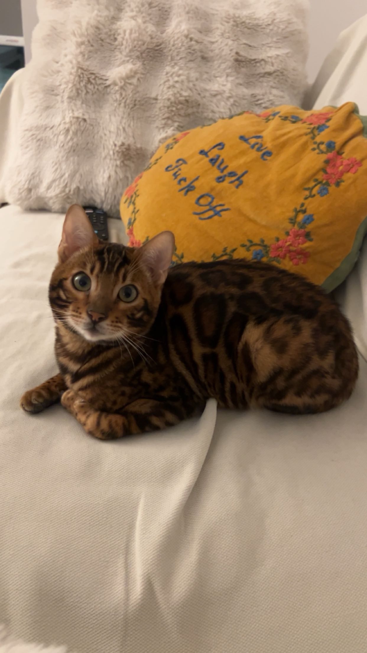 Help Milo Fight Suspected FIP campaign photo, 4 of 5